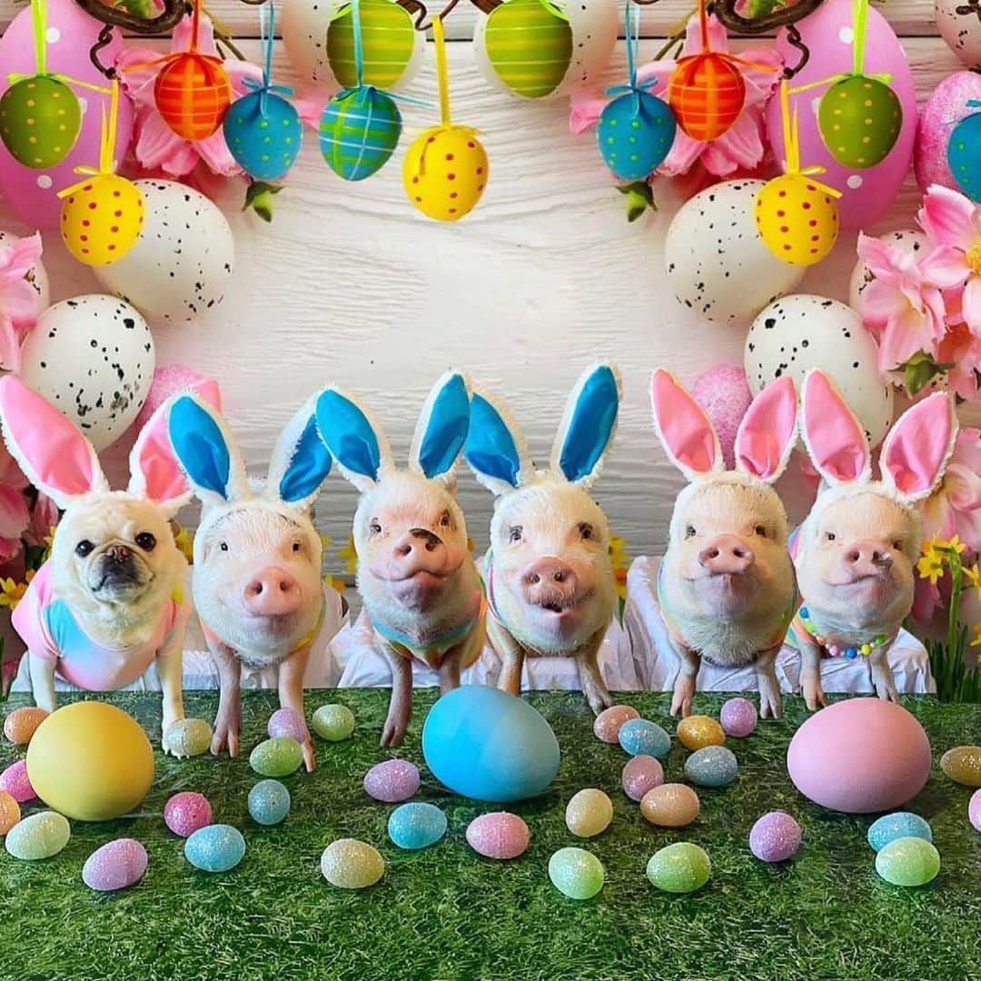 Priscilla and Poppletonのインスタグラム：「Somebunny loves you! It’s us! We love you! Happy #GoodFriday everyone!🐷💗🐰 #easterpiggy #happyeaster #pigtailthepug #poseyandpink #piggypenn #prissyandpop」