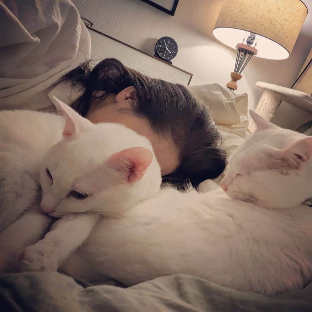 岡田屋鉄蔵のインスタグラム：「四時まで仕事頑張ったご褒美。 ダブルシロネコ吸い。 ウラヤマシイダロウ」