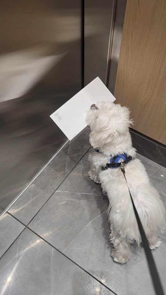 Toby LittleDudeのインスタグラム：「Always helping mom 😊  #theothemaltese #maltese #puppy #dogsofinstagram #goodboy」