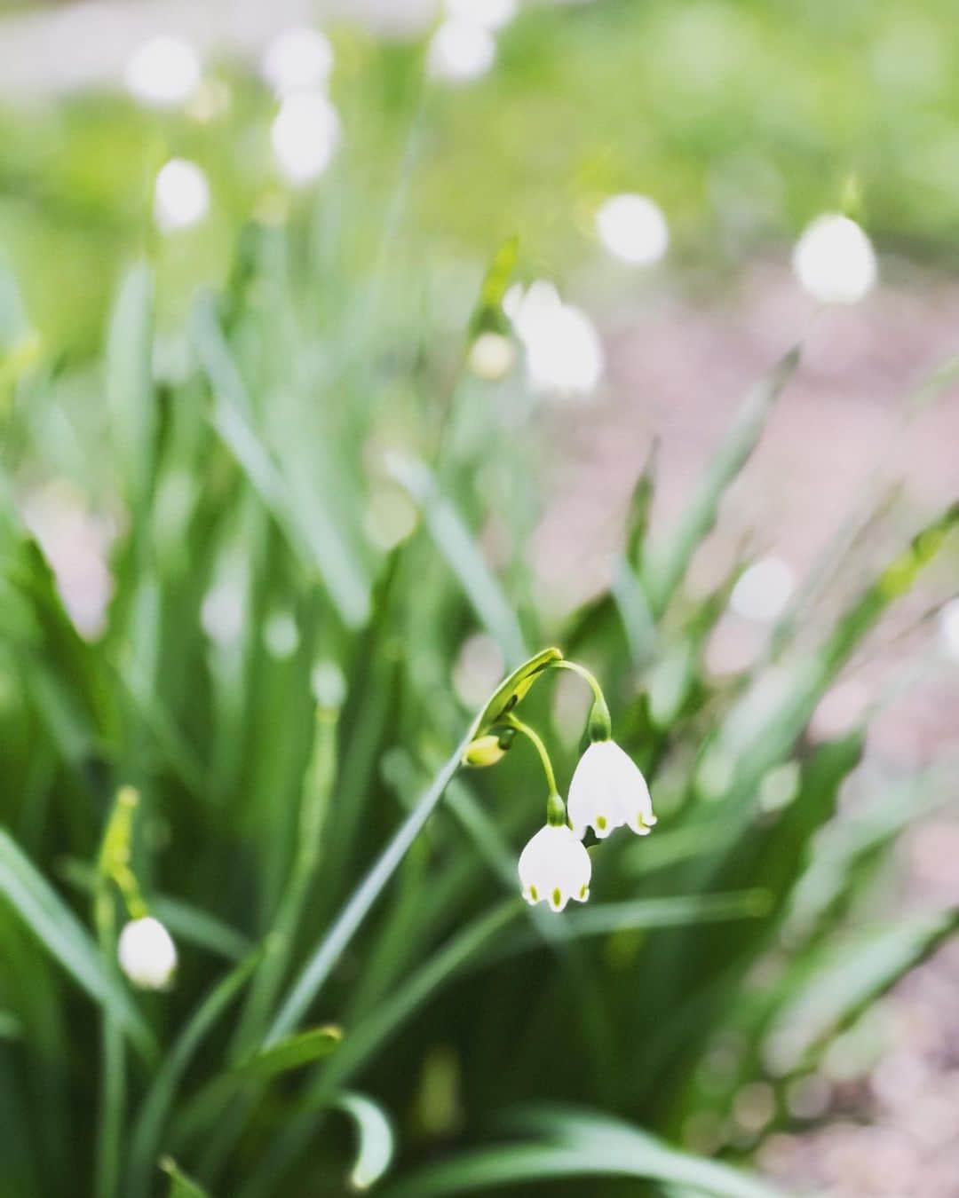 奥貫薫さんのインスタグラム写真 - (奥貫薫Instagram)「.  スノードロップ 花言葉は　希望　慰め」4月8日 15時34分 - kaoru_okunuki