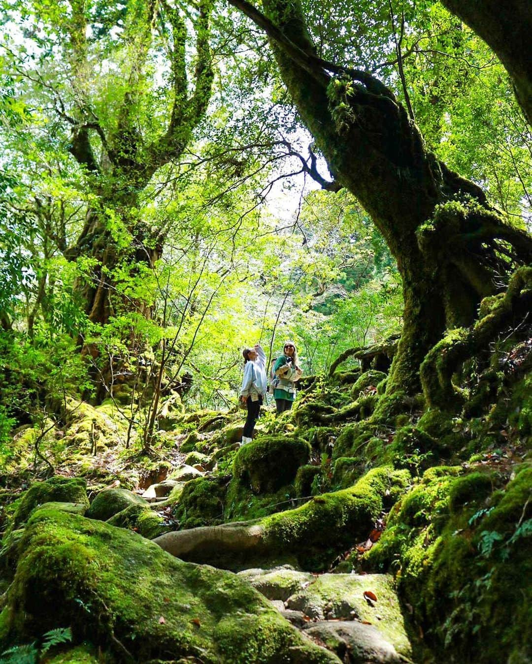 maakoさんのインスタグラム写真 - (maakoInstagram)「屋久島🦌⛰️🌲🪵 #白谷雲水峡　登山⛰️🥾  みく太郎写真集📷📖 一眼レフを片手に素敵な写真を いっぱい撮ってくれたみくちゃん🌈🌱📷  頂上の太鼓岩🪨まで挑戦できたのも 無事に帰れたのも ずっと手を繋いでサポートしてくれた みくちゃんのおかげ🫱🏾‍🫲🏼😭🩷 #世界一周のときを思い出した🌏👣  ずっと2人でケラケラふざけてるけど ここぞって時は全力でサポートしてくれて 言わずともすぐに色々気がついて助けてくれる💪🏾  ロウのこともめちゃくちゃ可愛がってくれて ロウもみくちゃんが大好き👦🏻🌱  ひと足先にみくちゃんが帰る日✈️ ありがとうの気持ちが溢れて 見送る玄関先で2人で号泣🤣😭 #帰ったらすぐ会えるのに笑  いつもありがとうー‼️‼️‼️ MY BEST PARTNER 🧒🏻👱🏾‍♀️👦🏻🌈  #屋久島旅行 #屋久島」4月8日 14時06分 - maakomind