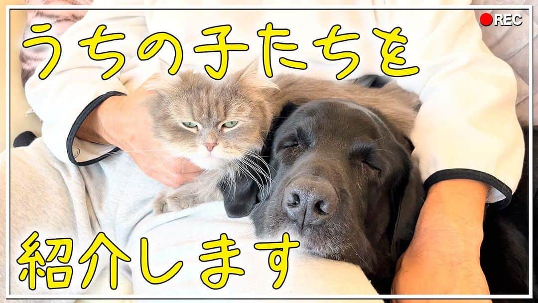 秋山準のインスタグラム：「本日、18時更新の"エクスプロイにゃあ"は読売新聞の交遊録にも出てる我が家のルシア(サイベリアン)、クローバー(ラブラドールレトリーバー)達との動画です。  ご視聴、チャンネル登録宜しくお願い致します！  #ddtpro  #秋山準  https://youtu.be/QU1Lw4M2i0M」