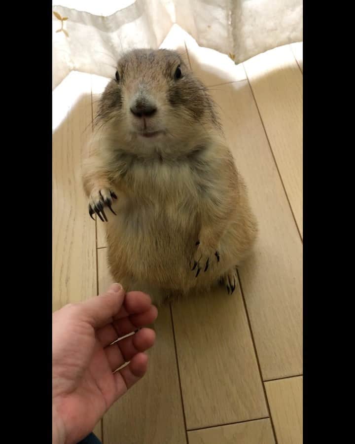 のインスタグラム：「くんた。Kunta. Video taken on March 8, 2020 動画長いので分割しています。 スワイプしてね👉🏻 3枚目の最後おててもお顔も がぶがぶがぶ〜😂 #prairiedog #プレーリードッグ」
