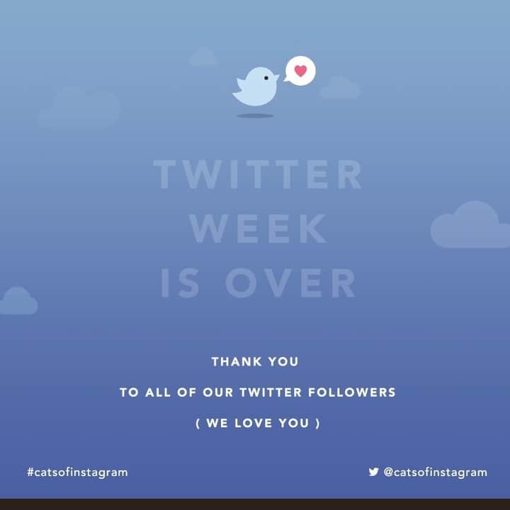 のインスタグラム：「Posts from this week have been brought to you by Twitter Week! 𝐃𝐢𝐝𝐧’𝐭 𝐠𝐞𝐭 𝐬𝐞𝐥𝐞𝐜𝐭𝐞𝐝? You can still submit through our hashtag, #catsofinstagram or website (link in bio)! 🐱🔮」