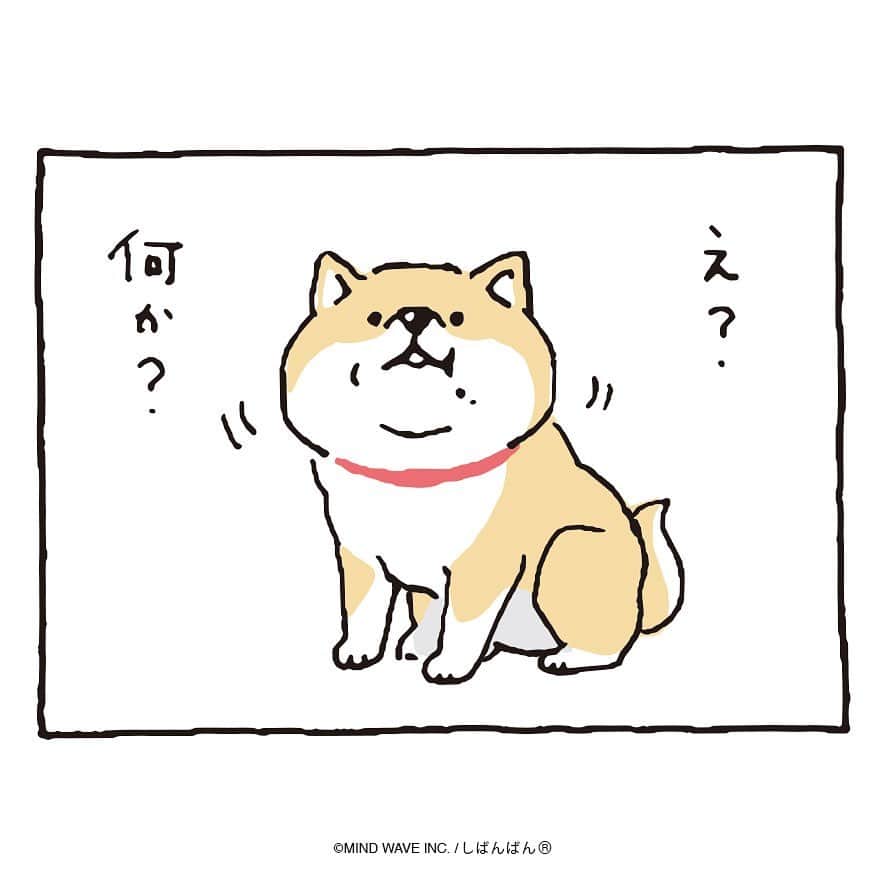 オオゴシヤステルさんのインスタグラム写真 - (オオゴシヤステルInstagram)「🟠186話🟠 おやつはどっちだ?  【過去マンガはこちら】 👉 #しばんばんまんが  #柴の日 #今日のしばんばん #しばんばん #shibanban #むちころばんばん #muchicorobanban #微笑柴犬 #マインドウェイブ #mindwave #オオゴシヤステル #柴犬 #しばいぬ #sibainu #おやつ #おやつの時間」4月8日 15時01分 - ogoshi_yasuteru