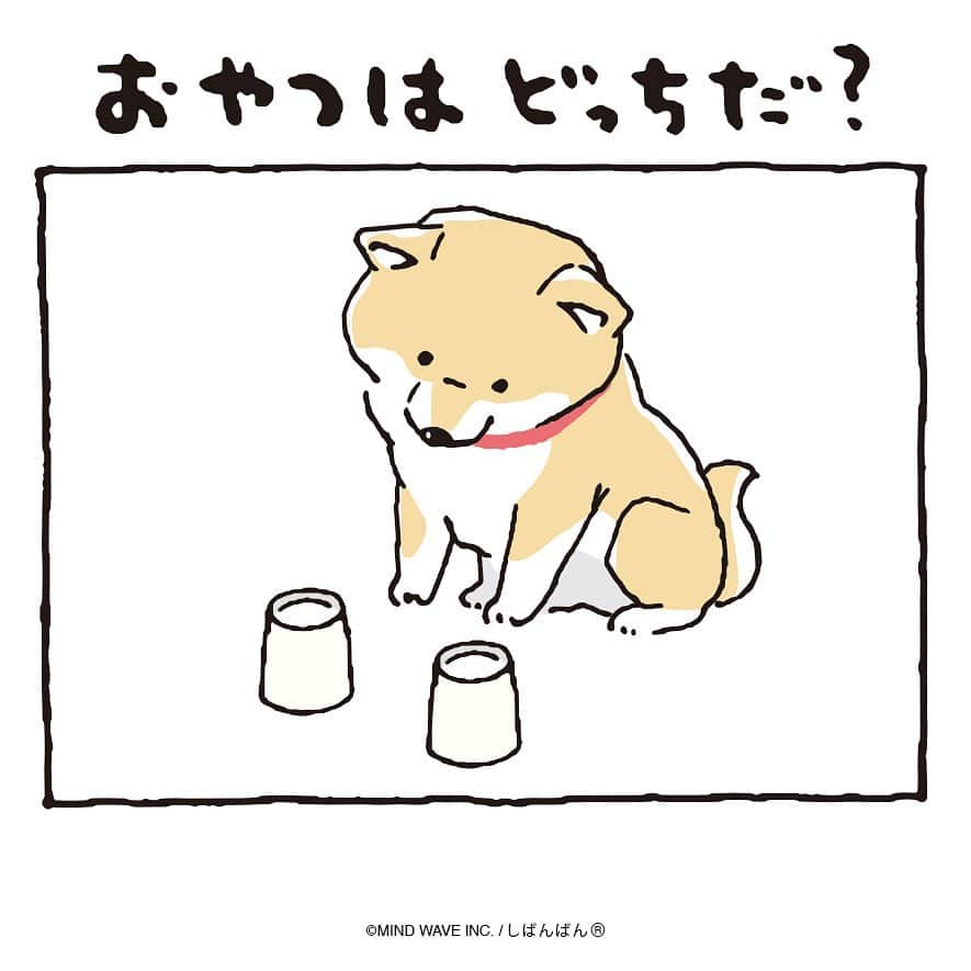 オオゴシヤステルさんのインスタグラム写真 - (オオゴシヤステルInstagram)「🟠186話🟠 おやつはどっちだ?  【過去マンガはこちら】 👉 #しばんばんまんが  #柴の日 #今日のしばんばん #しばんばん #shibanban #むちころばんばん #muchicorobanban #微笑柴犬 #マインドウェイブ #mindwave #オオゴシヤステル #柴犬 #しばいぬ #sibainu #おやつ #おやつの時間」4月8日 15時01分 - ogoshi_yasuteru