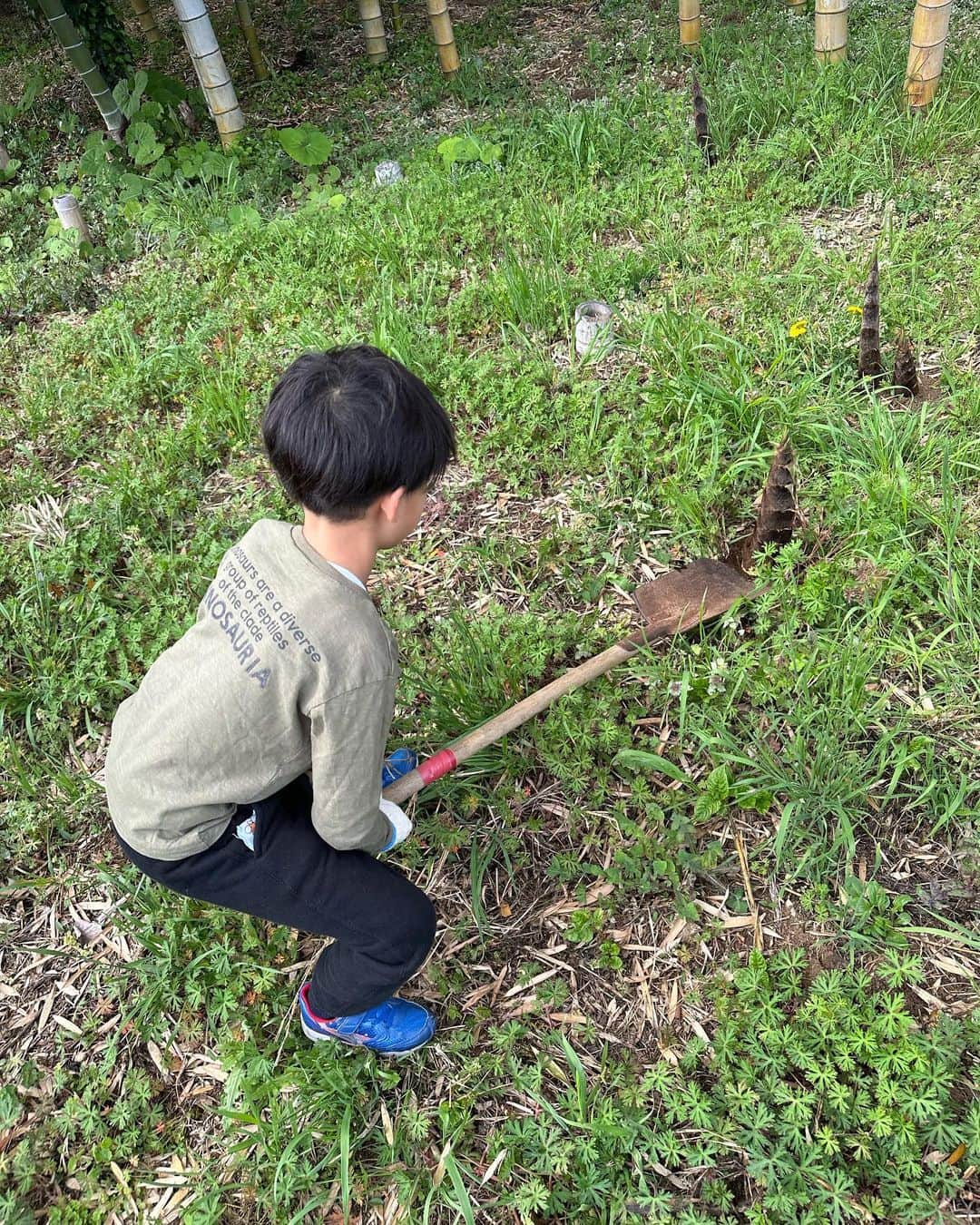 釈由美子さんのインスタグラム写真 - (釈由美子Instagram)「今年もいつもお世話になっている横浜の農家さんの竹やぶで たけのこ掘りをさせて頂きました♪  3歳から毎年春になると たけのこ掘り体験をしているので  桜が散るころになると🌸 「そろそろ、たけのこが生えてきたんじゃない？？」  ってソワソワしだす息子🤭笑  もう私が手伝うことなく ひとりでスコップを使い  テコの原理ですっぽーん！と掘れるようになりました🙆  よっぽど掘るのが嬉しかったのか、次から次に 「採れました〜🙌」の雄叫びが 竹林に響き渡り  段ボールいっぱいになるまで たくさん収穫させて頂きました❣️   ( 〃▽〃)   毎年体験してるからこそ、 どんどん掘り方も上手になってきて これまた子どもの成長を感じますね🌱✨  普段はスーパーで水煮の状態の筍ばかり目にしてるので  土からにょきにょき生えてる様子や 根っこが深くて丈夫な感触など  五感を使って春の旬の恵みを収穫できる喜びを体験できて本当にありがたいです🥰  帰ってから、早速アク抜きして 筍ご飯や若竹煮で美味しく頂きました🙏✨ 採れたてはエグ味も少なく、 とうもろこしのようにほっこり甘くて美味しかったです😆  #筍掘り #たけのこほり  #筍ほり #春の旬をいただく  #収穫体験」4月8日 15時05分 - yumikoshaku