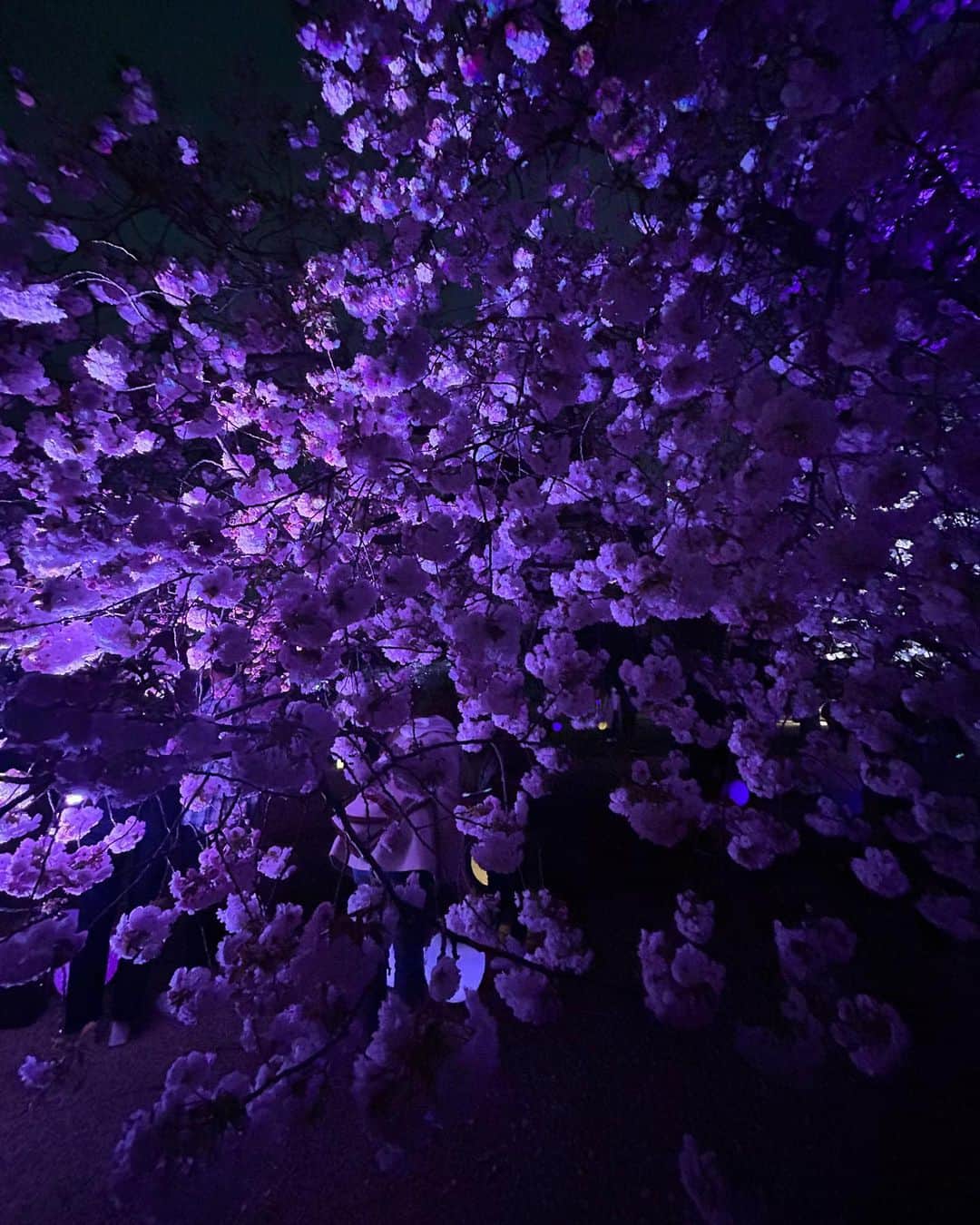 せいなさんのインスタグラム写真 - (せいなInstagram)「🌸SAKURA🌸 . . 新宿御苑前の @naked_inc へ🌃 夜桜を観に行ったよー💕 . . カラフルな色にライトアップされてて、幻想的でとっても綺麗だった✨ 新宿御苑でお花見行くのは初めてだったけど、とーっても広くて、 プロジェクトマッピングがあったり色々楽しめました🌸 閉園時間ギリギリだったので、全部観れなくて残念でしたがw😂 夜桜観たい人は、是非行ってみてね💕 当日チケット買えない日があるので、事前に買いに行くのがオススメです❤️✨ . . そして、気付けばこの日の夜にお誕生日迎えました😂🌸w たくさんのお祝いのメッセージやプレゼント🎁本当にありがとうございました❤️✨ みんなの暖かさに毎日毎日頑張れてます😢💕 今年も、色んな経験をして吸収出来る様に頑張るので、これからもよろしくお願いします🍀 Big Loooove❤️❤️❤️ . . #naked #sakura #shinjuku #cherryblossom #lightup #night #nightphotography #tokyo #photo #spring #桜 #夜桜 #新宿御苑前 #ライトアップ #ネイキッド」4月8日 15時19分 - seina_k0403