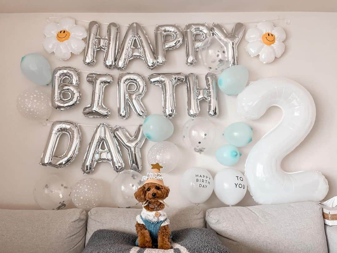 RENA のインスタグラム：「Happy birthday vivi🧸🎂  ２歳になりました🤍  いつもviviを可愛がってくださる皆様改めていつもありがとうございます✨  これからもよろしくお願いします🤍  健康で元気な事がなにより嬉しい✨  最近は色々と出来るようになってきてポージングも上手になってきましたw  毎日可愛いと癒しをありがとう🤍  外や幼稚園、サロンだとお利口さん過ぎるとビックリされるけど家とスタジオでは天真爛漫好き放題w  食べるのが大好き過ぎて食事管理が大変w  だけど、ずっとそのままで大丈夫😊  小さいけどたくさんのドラマがあって一生懸命生きている🌎  人間の1日は犬にとっての1週間分と何かに書いてあったのを見て、1日一日を大切に過ごさせてあげようと改めて思ったのでした。  これからもたくさん色んな景色を見ようね🤍  #２歳 #お誕生日 #3月30日 #小さい家族 #わんこのいる生活  #愛犬家 #親バカ部 #トイプードル #アイドル犬 #2yearsold #happybirthday #mybaby #doglover #toypoodle #doglove   #同じような写真ばかりごめんなさいw」