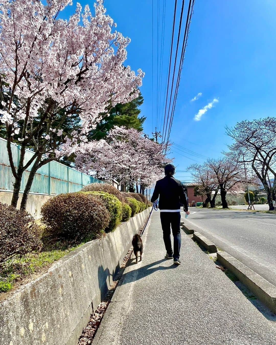 鉄拳さんのインスタグラム写真 - (鉄拳Instagram)「ヤマトとしばしのお別れ。またすぐ帰ってくるよ〜！☺️🐕✨  #鉄拳　#愛犬ヤマト　#豆柴　#お散歩　#晴れていて良かった☀️ #またすぐ帰ってきます　#大町市　🌸☺️🐕✨」4月8日 15時28分 - tekkenparapara