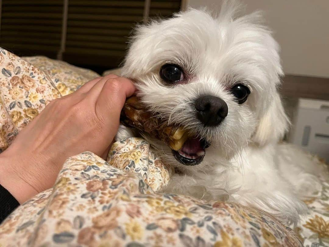 小野真弓さんのインスタグラム写真 - (小野真弓Instagram)「おはにゃー🐾 ナナちゃん&くーちゃん 女子コンビにゃー🐯🐈‍⬛ (*´꒳`*)🌸  網越しに 手を入れて〜 ぺしぺし遊んでるところー😆 いつか、 同じ部屋で遊べるかにゃ😆 お局ナナちゃん次第にゃ。。👀🎀  そろそろ〜 くーちゃんの爪も〜 切らねばならぬ😑  おかーさんの試練。。。 いろいろと〜みなちゃま 毎日学びを〜 ありがとう〜 🦝🐏🐯🐯🐼🐈‍⬛  今日も！ みなみなさまー 良い一日をお過ごしください☺️🌱  #チワワ#ハナちゃん #チワマル#ハルくん #雑種猫兄妹#アオくん#ナナちゃん #眼帯猫#ちりんくん 🐈‍⬛ #黒猫#くーちゃん#びびりんちょ #人馴れ修行継続中#家族募集猫 #犬と猫のいる暮らし#犬猫日記  📺🙋‍♀️ おかーさんが出演させて頂いてる コマーシャル、 見たよーー☺️って、 連絡くださった皆さま、 ありがとうございます🥺✨  中には、お友達わんこさんが 私の声に気づいて知らせてくれたという連絡も💌 かわいい🥲嬉しい🥺 🐕‍🦺🐩🐶💘」4月8日 7時04分 - hanaharuaroi