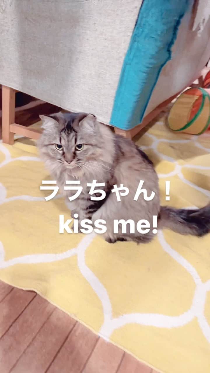 益子直美のインスタグラム：「ララちゃんkiss me please‼️  もうキュンです😻  #ねこ  #保護猫  #ララちゃん #kissme  #きゅんです  #きゅんですシリーズ」