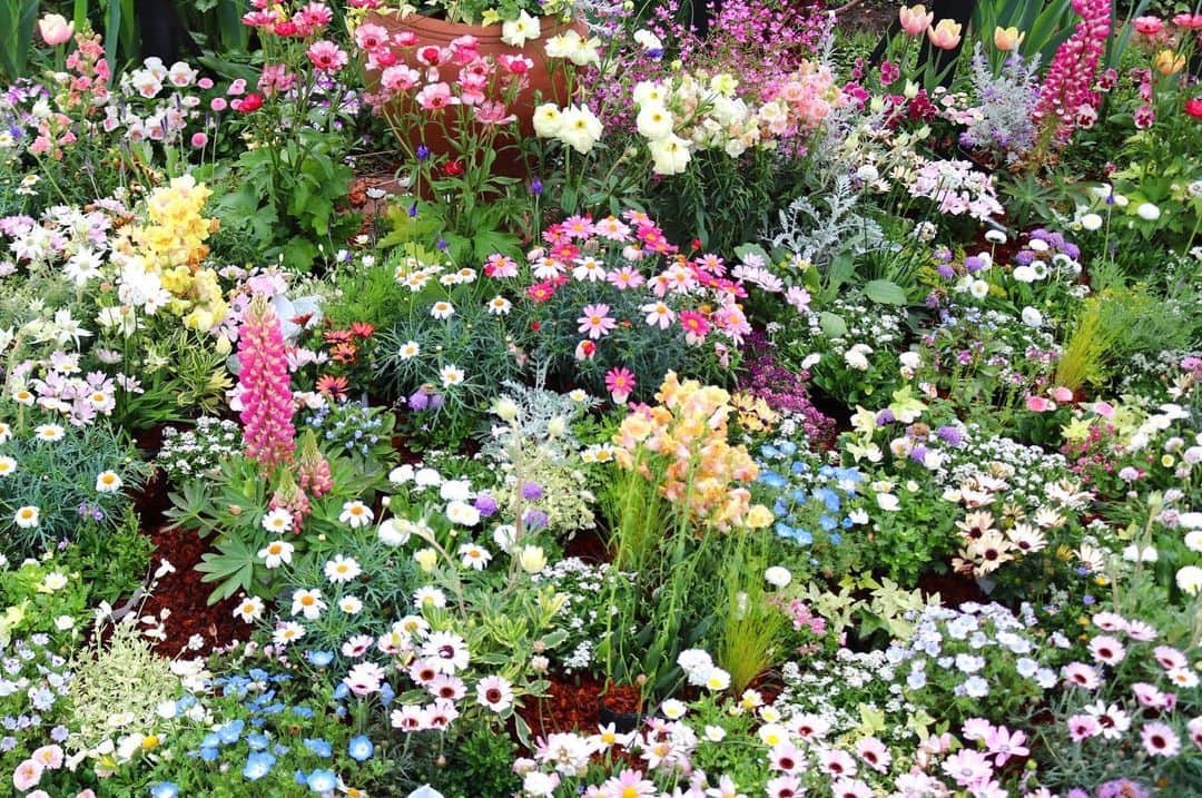 前野えまさんのインスタグラム写真 - (前野えまInstagram)「FLOWER GARDEN💐 ・ ・ #flowers # ...