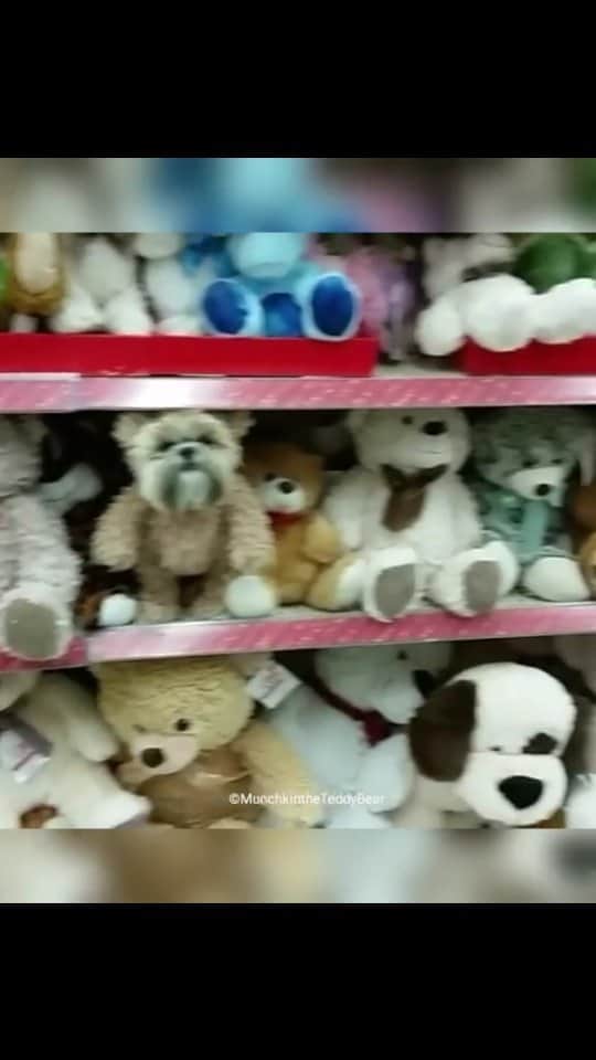Original Teddy Bear Dogのインスタグラム：「#fbf when a stuffed animal comes to life 🐶🐻🧸」