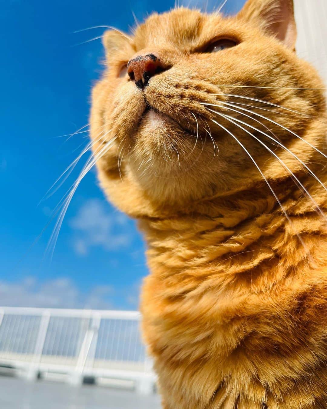 Shinnosukeさんのインスタグラム写真 - (ShinnosukeInstagram)「台風一過…‼︎  #台風ではない #晴れ #良かったね #猫 #cat #sunnyday」4月8日 8時05分 - shinscapade