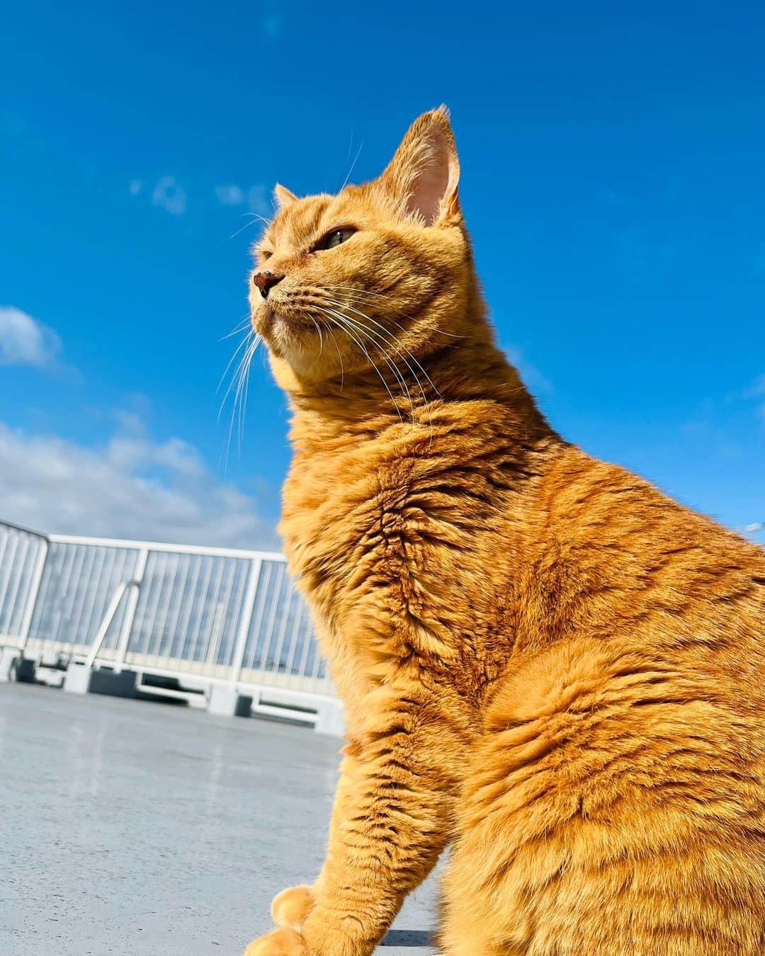 Shinnosukeさんのインスタグラム写真 - (ShinnosukeInstagram)「台風一過…‼︎  #台風ではない #晴れ #良かったね #猫 #cat #sunnyday」4月8日 8時05分 - shinscapade