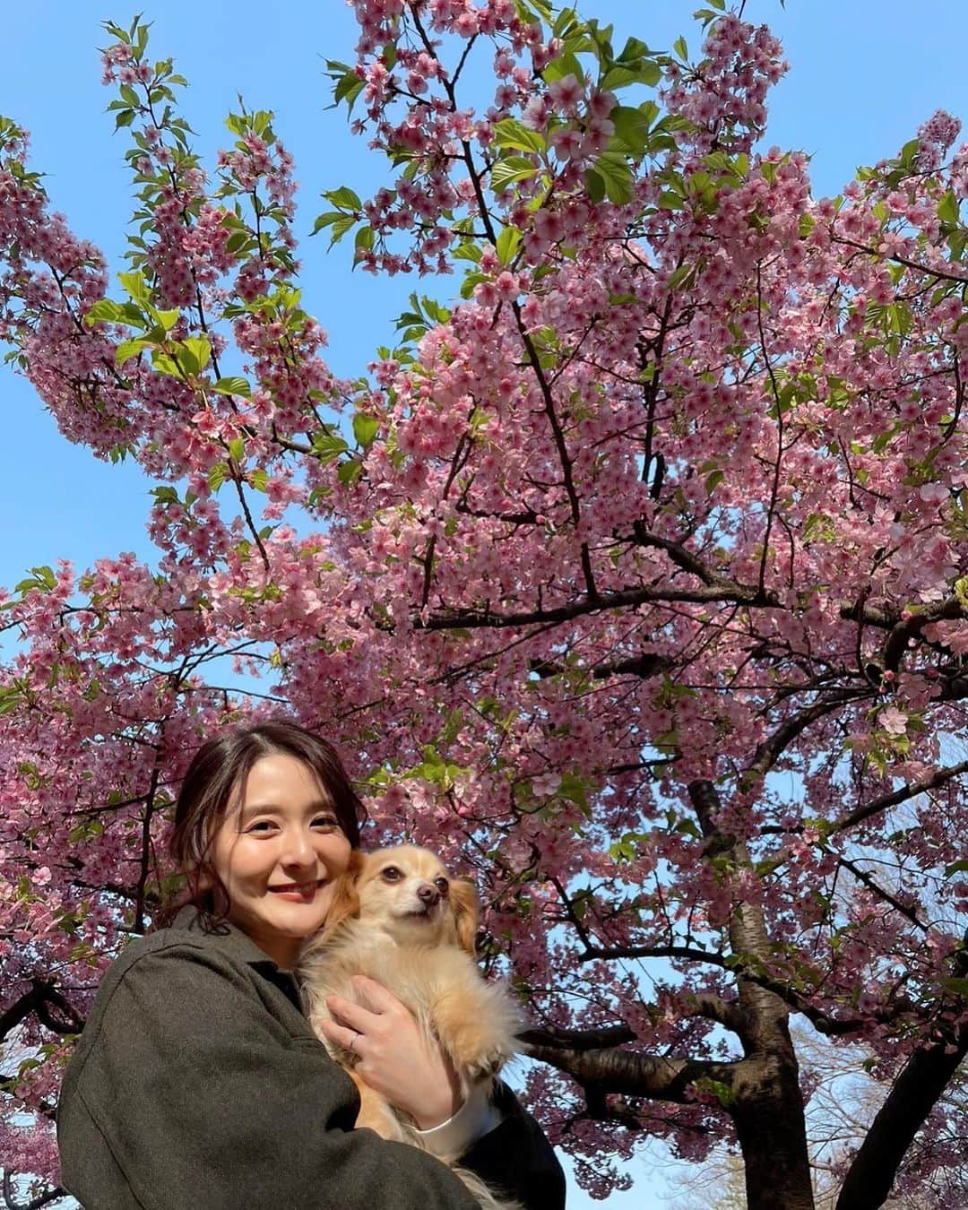 海下真夕さんのインスタグラム写真 - (海下真夕Instagram)「. 3月上旬ごろの早咲きの桜🌸 色が濃くてそれもまた可愛い💕  もう桜も散り始めているのに投稿が滞りすぎている💦  浮かれる飼い主と塩対応の犬。  #桜#日本 #cherryblossom  #早咲き桜  #3月 #いぬのいるくらし #いぬすたぐらむ  #いぬのきもち  #犬#チワックス #チワックス倶楽部」4月8日 8時57分 - kaigeworld