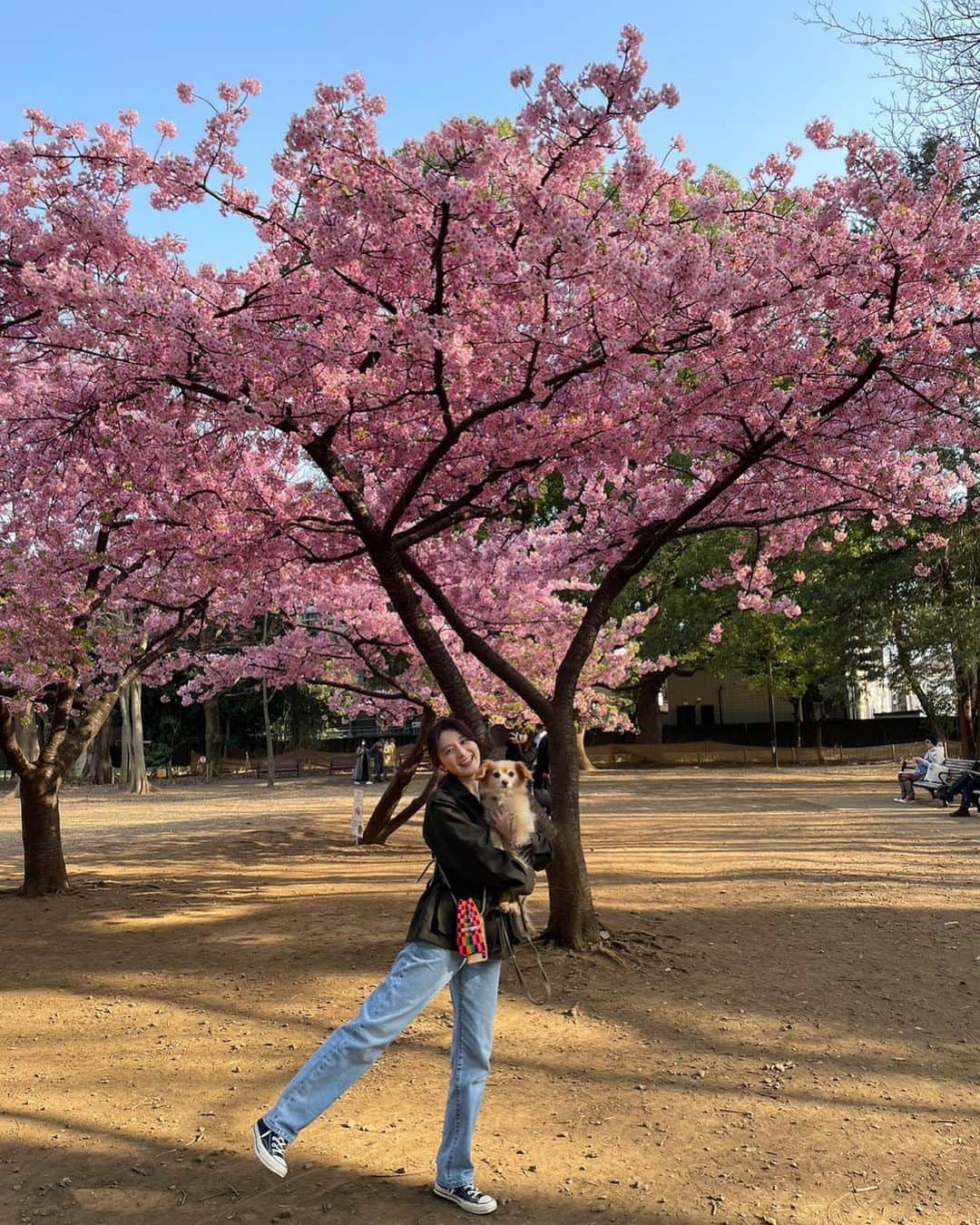 海下真夕さんのインスタグラム写真 - (海下真夕Instagram)「. 3月上旬ごろの早咲きの桜🌸 色が濃くてそれもまた可愛い💕  もう桜も散り始めているのに投稿が滞りすぎている💦  浮かれる飼い主と塩対応の犬。  #桜#日本 #cherryblossom  #早咲き桜  #3月 #いぬのいるくらし #いぬすたぐらむ  #いぬのきもち  #犬#チワックス #チワックス倶楽部」4月8日 8時57分 - kaigeworld