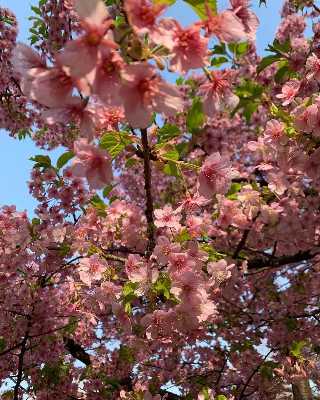 海下真夕のインスタグラム：「. 3月上旬ごろの早咲きの桜🌸 色が濃くてそれもまた可愛い💕  もう桜も散り始めているのに投稿が滞りすぎている💦  浮かれる飼い主と塩対応の犬。  #桜#日本 #cherryblossom  #早咲き桜  #3月 #いぬのいるくらし #いぬすたぐらむ  #いぬのきもち  #犬#チワックス #チワックス倶楽部」