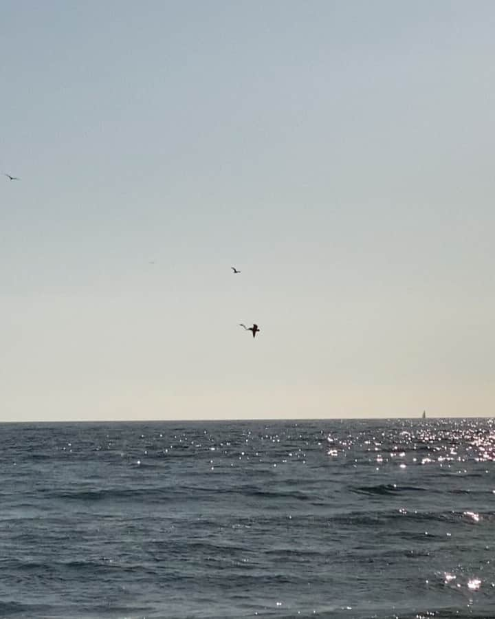 キム・インキョンのインスタグラム：「I love watching the pelicans and I am amazed once again 💗」