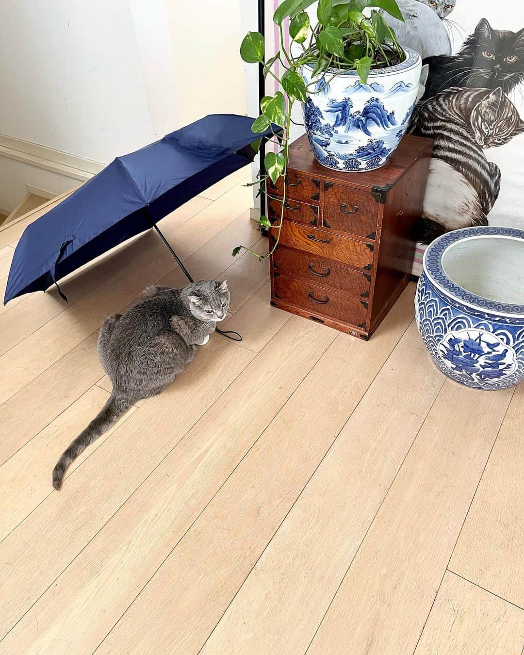 高見恭子さんのインスタグラム写真 - (高見恭子Instagram)「そっと待っていればその雨は止んで。  #umbrella #lifestyle  #cat #catphoto  #catlife #catstyle  #anericancurl  #猫と犬のいる暮らし  #daily #livingroom  #love」4月8日 9時59分 - takami_kyoko