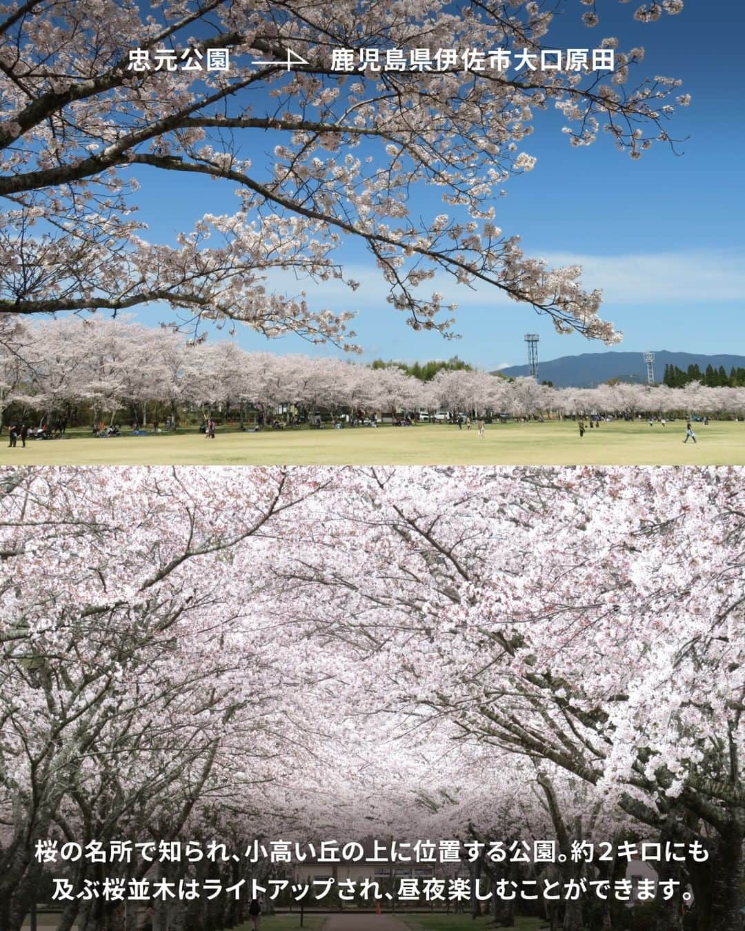 TOYOTAさんのインスタグラム写真 - (TOYOTAInstagram)「全国でも一足早く桜を楽しむことができる、本島最南端の鹿児島県。 今回は、広大な自然の中でゆったりと桜を楽しめる｢鹿児島の桜スポット｣7選を紹介します。  ＃1 魚見岳/鹿児島県指宿市東方 指宿市街地から桜島まで見渡せる｢#魚見岳｣は、約600本の桜が咲き誇る桜の名所。 頂上までクルマで行くことができ、桜と知林ヶ島のコラボを楽しめる唯一のスポットです。  ＃2 霧島神宮(@kirishimajingu.official)/鹿児島県霧島市霧島田口 6世紀に高千穂峰と御鉢の間に社殿が造られた｢#霧島神宮｣。 拝殿を背景に、美しいしだれ桜が咲き誇ります。  ＃3 仙巌園(@sengan_en)/鹿児島県鹿児島市吉野町 万治元年(1658年)、島津家19代光久によって築かれた島津家の別邸｢#仙巌園｣。 雄大な桜島と桜を一緒に望むことのできる絶景スポットです。  ＃4 鹿児島県立吉野公園/鹿児島県鹿児島市吉野町 鹿児島市中心部近くにある自然豊かな都市公園、｢#鹿児島県立吉野公園｣。 例年行われる"桜まつり"は多くの人で賑わい、地元で愛される桜スポットです。  ＃5 霧島市城山公園/鹿児島県霧島市国分上小川 観覧車やゴーカートなどもあり家族連れも多く訪れる｢#霧島市城山公園｣。 国分の街や錦江湾・桜島を見下ろす一等地に、約720本の桜が咲き乱れます。  ＃6 かいもん山麓ふれあい公園(@kaimon_park)/鹿児島県指宿市開聞十町 ログハウスやキャンプ場がある人気のレジャースポット｢#かいもん山麓ふれあい公園｣は、 早咲きの河津桜からヤエザクラまで長い期間楽しめる人気のお花見スポットです。  ＃7 忠元公園/鹿児島県伊佐市大口原田 市街地を見渡せる小高い丘の上に位置し、桜の名所として知られる｢#忠元公園｣。 約2キロにも及ぶ園内の桜並木は、提灯でライトアップされ、昼夜異なる表情を楽しむことができます。  鹿児島には桜島のパワーが育む温泉や美味しい食材など、鹿児島でしか味わえない魅力が盛り沢山。 皆さんがいつかクルマで行きたい場所を、 #一生に一度は行きたい地図 のハッシュタグをつけて教えてください！ ------------------------------------ #トヨタグラム #トヨタ #TOYOTA #プリウス #PRIUS #新型プリウス #ドライブ #旅行 #国内旅行 #旅行好きな人と繋がりたい #旅スタグラム #ドライブルート #ドライブスポット #鹿児島観光 #鹿児島 #鹿児島ドライブ #鹿児島絶景 #桜スポット #お花見 #桜 #春 #お花見スポット」4月8日 10時01分 - toyota_jp