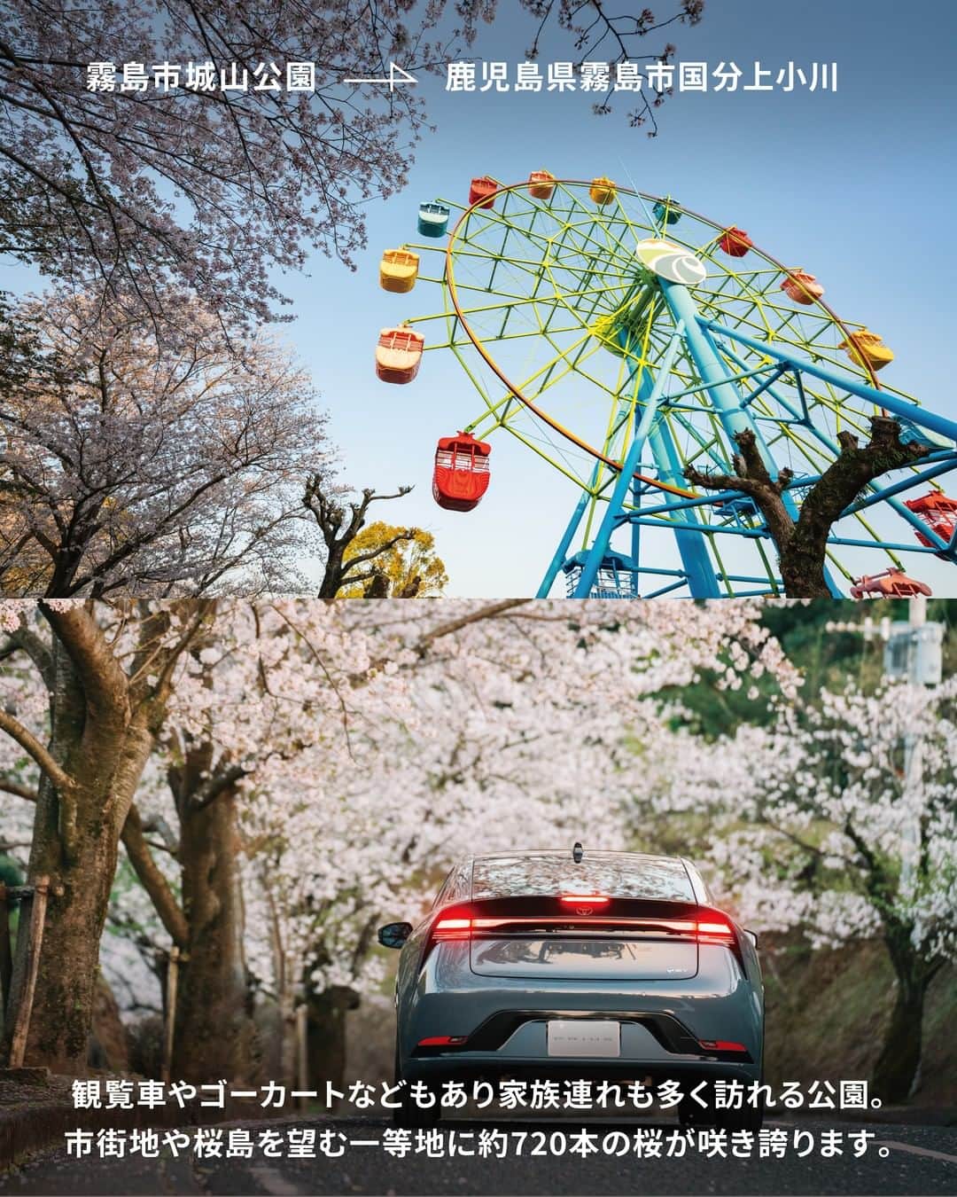 TOYOTAさんのインスタグラム写真 - (TOYOTAInstagram)「全国でも一足早く桜を楽しむことができる、本島最南端の鹿児島県。 今回は、広大な自然の中でゆったりと桜を楽しめる｢鹿児島の桜スポット｣7選を紹介します。  ＃1 魚見岳/鹿児島県指宿市東方 指宿市街地から桜島まで見渡せる｢#魚見岳｣は、約600本の桜が咲き誇る桜の名所。 頂上までクルマで行くことができ、桜と知林ヶ島のコラボを楽しめる唯一のスポットです。  ＃2 霧島神宮(@kirishimajingu.official)/鹿児島県霧島市霧島田口 6世紀に高千穂峰と御鉢の間に社殿が造られた｢#霧島神宮｣。 拝殿を背景に、美しいしだれ桜が咲き誇ります。  ＃3 仙巌園(@sengan_en)/鹿児島県鹿児島市吉野町 万治元年(1658年)、島津家19代光久によって築かれた島津家の別邸｢#仙巌園｣。 雄大な桜島と桜を一緒に望むことのできる絶景スポットです。  ＃4 鹿児島県立吉野公園/鹿児島県鹿児島市吉野町 鹿児島市中心部近くにある自然豊かな都市公園、｢#鹿児島県立吉野公園｣。 例年行われる"桜まつり"は多くの人で賑わい、地元で愛される桜スポットです。  ＃5 霧島市城山公園/鹿児島県霧島市国分上小川 観覧車やゴーカートなどもあり家族連れも多く訪れる｢#霧島市城山公園｣。 国分の街や錦江湾・桜島を見下ろす一等地に、約720本の桜が咲き乱れます。  ＃6 かいもん山麓ふれあい公園(@kaimon_park)/鹿児島県指宿市開聞十町 ログハウスやキャンプ場がある人気のレジャースポット｢#かいもん山麓ふれあい公園｣は、 早咲きの河津桜からヤエザクラまで長い期間楽しめる人気のお花見スポットです。  ＃7 忠元公園/鹿児島県伊佐市大口原田 市街地を見渡せる小高い丘の上に位置し、桜の名所として知られる｢#忠元公園｣。 約2キロにも及ぶ園内の桜並木は、提灯でライトアップされ、昼夜異なる表情を楽しむことができます。  鹿児島には桜島のパワーが育む温泉や美味しい食材など、鹿児島でしか味わえない魅力が盛り沢山。 皆さんがいつかクルマで行きたい場所を、 #一生に一度は行きたい地図 のハッシュタグをつけて教えてください！ ------------------------------------ #トヨタグラム #トヨタ #TOYOTA #プリウス #PRIUS #新型プリウス #ドライブ #旅行 #国内旅行 #旅行好きな人と繋がりたい #旅スタグラム #ドライブルート #ドライブスポット #鹿児島観光 #鹿児島 #鹿児島ドライブ #鹿児島絶景 #桜スポット #お花見 #桜 #春 #お花見スポット」4月8日 10時01分 - toyota_jp