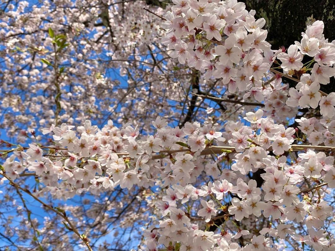 ラン?さんのインスタグラム写真 - (ラン?Instagram)「近くの公園に桜見に行ったよ🌸 昨日の雨でだいぶ散ってた… でも、たくさん花びら落ちてて、それはそれで綺麗でした🌸 コナンくんはうさんぽは無理そうなので、羊毛ランさんとコナンくんを連れて🐰🐰💕 割と絵になる🥰 ☆ #桜 #桜の花びら  #羊毛フェルト  #うさぎのラン #うさぎのコナン  #うさぎ #うさぎのいる暮らし #rabbit #ネザーランドドワーフ #ふわもこ部 #もふもふ部 #netherlanddwarf #kawaii #かわいい #うさぎ部  2023.04.08」4月8日 10時08分 - mofumofuusako