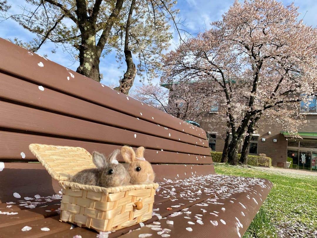 ラン?さんのインスタグラム写真 - (ラン?Instagram)「近くの公園に桜見に行ったよ🌸 昨日の雨でだいぶ散ってた… でも、たくさん花びら落ちてて、それはそれで綺麗でした🌸 コナンくんはうさんぽは無理そうなので、羊毛ランさんとコナンくんを連れて🐰🐰💕 割と絵になる🥰 ☆ #桜 #桜の花びら  #羊毛フェルト  #うさぎのラン #うさぎのコナン  #うさぎ #うさぎのいる暮らし #rabbit #ネザーランドドワーフ #ふわもこ部 #もふもふ部 #netherlanddwarf #kawaii #かわいい #うさぎ部  2023.04.08」4月8日 10時08分 - mofumofuusako