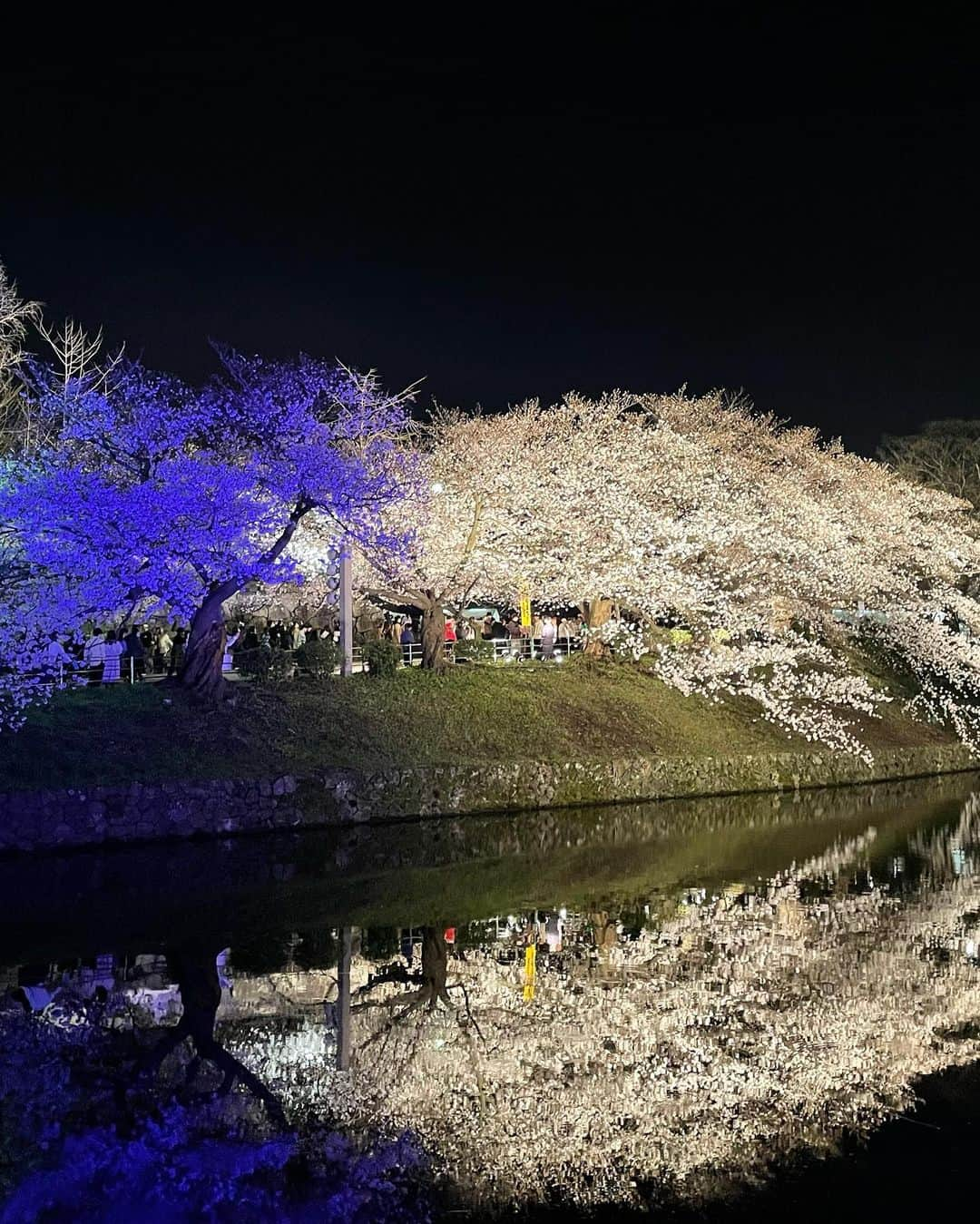 高木晴菜さんのインスタグラム写真 - (高木晴菜Instagram)「*  今年も綺麗な桜をたくさん見られて大満足です🌸  #桜 #お花見 #秋月 #舞鶴公園」4月8日 10時08分 - harunatakagi