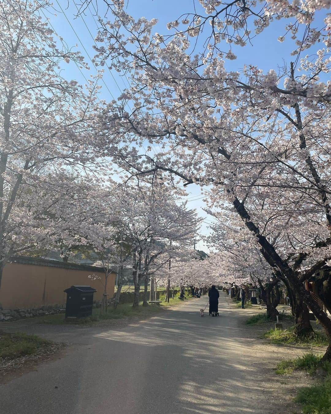 高木晴菜さんのインスタグラム写真 - (高木晴菜Instagram)「*  今年も綺麗な桜をたくさん見られて大満足です🌸  #桜 #お花見 #秋月 #舞鶴公園」4月8日 10時08分 - harunatakagi