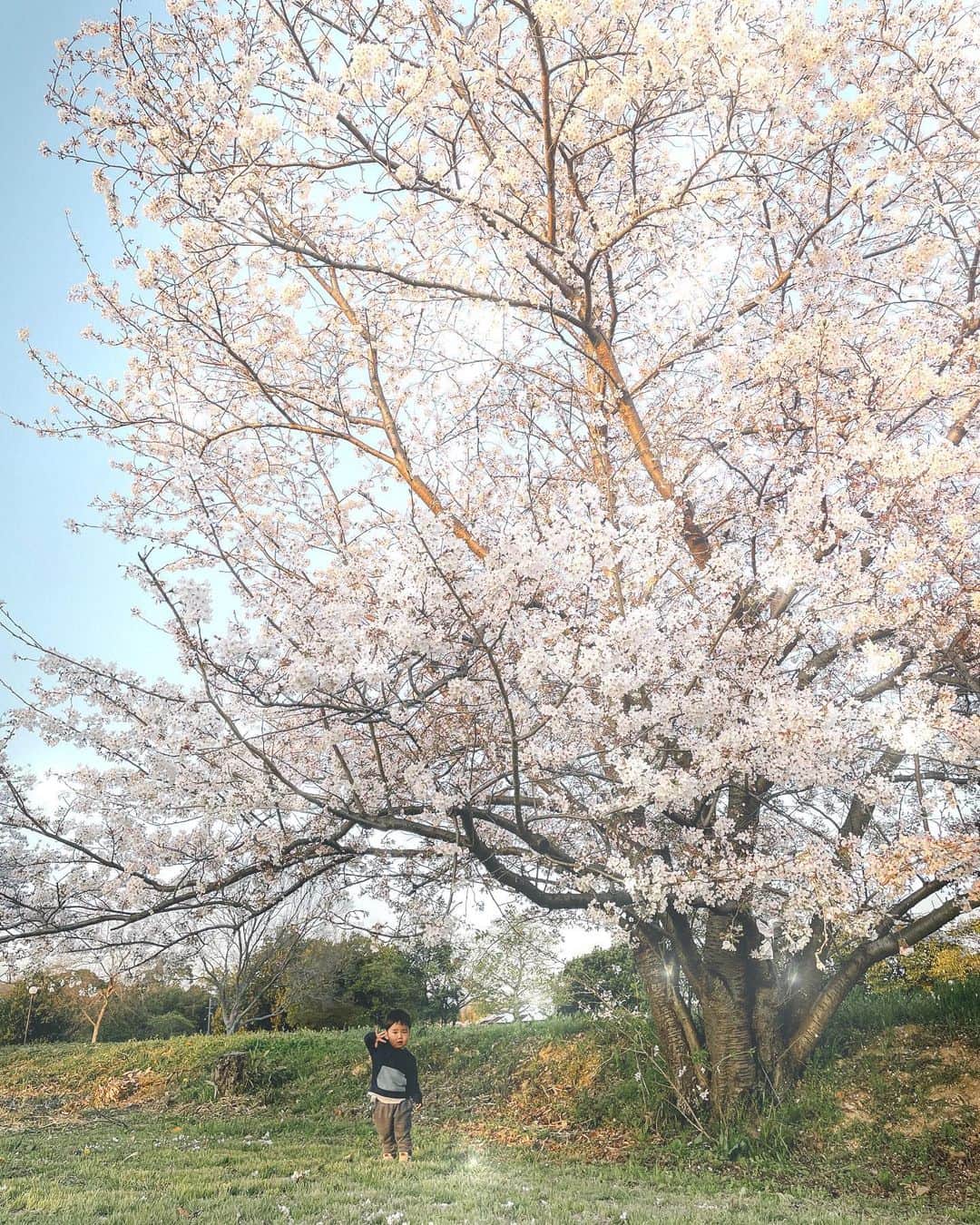 Yuichi Nataのインスタグラム：「・ ・ 卒園式はみんなおめでとうと言ってくれるけども おめでたい気持ちになれませんでした。 「大好きな友だちとなんで離れやなあかんの？」 娘の言葉がまだつっかえてます。 ・ ・ #こんな毎日をありがとう」