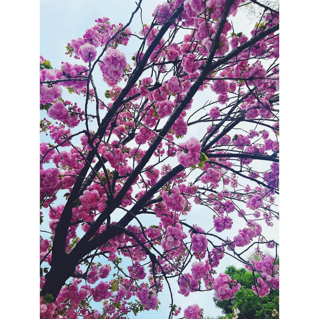 沙央くらまさんのインスタグラム写真 - (沙央くらまInstagram)「🌸の冠  みたいになってる  やっぱり 桜の季節は好き❤️  今年もありがとう❤️ また来年❤️  なんだか細々と慌ただしくしてます。  こちらは上野動物園に行った帰り道でみつけた桜🌸です。  @yuru_koma_life の育児インスタも色々更新しまーす。」4月8日 10時11分 - kurama_sao