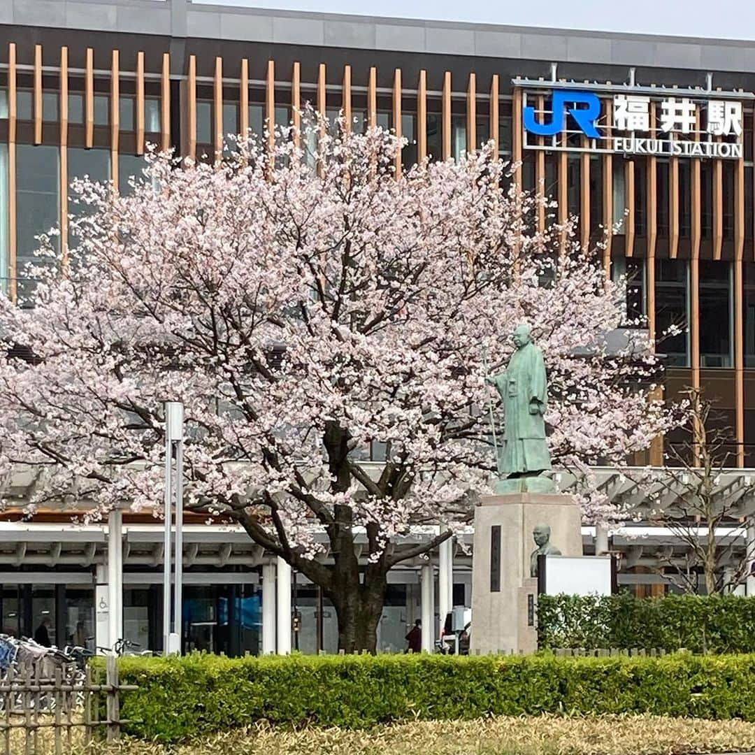 滝波宏文のインスタグラム：「#福井駅 #桜 #春 #サクラサク #岡田啓介 #首相 #銅像 #新幹線 #開通 #あと1年 #北陸新幹線 #福井 #敦賀 #開業 #JR #西日本 #福井県 #fukui #無加工 #アルバム整理  #ふるさとを守る #日本を守る #強くて優しい #くに創り #参議院議員 #滝波宏文  #たきなみ宏文 #たきなみ #自民党 #自由民主党」