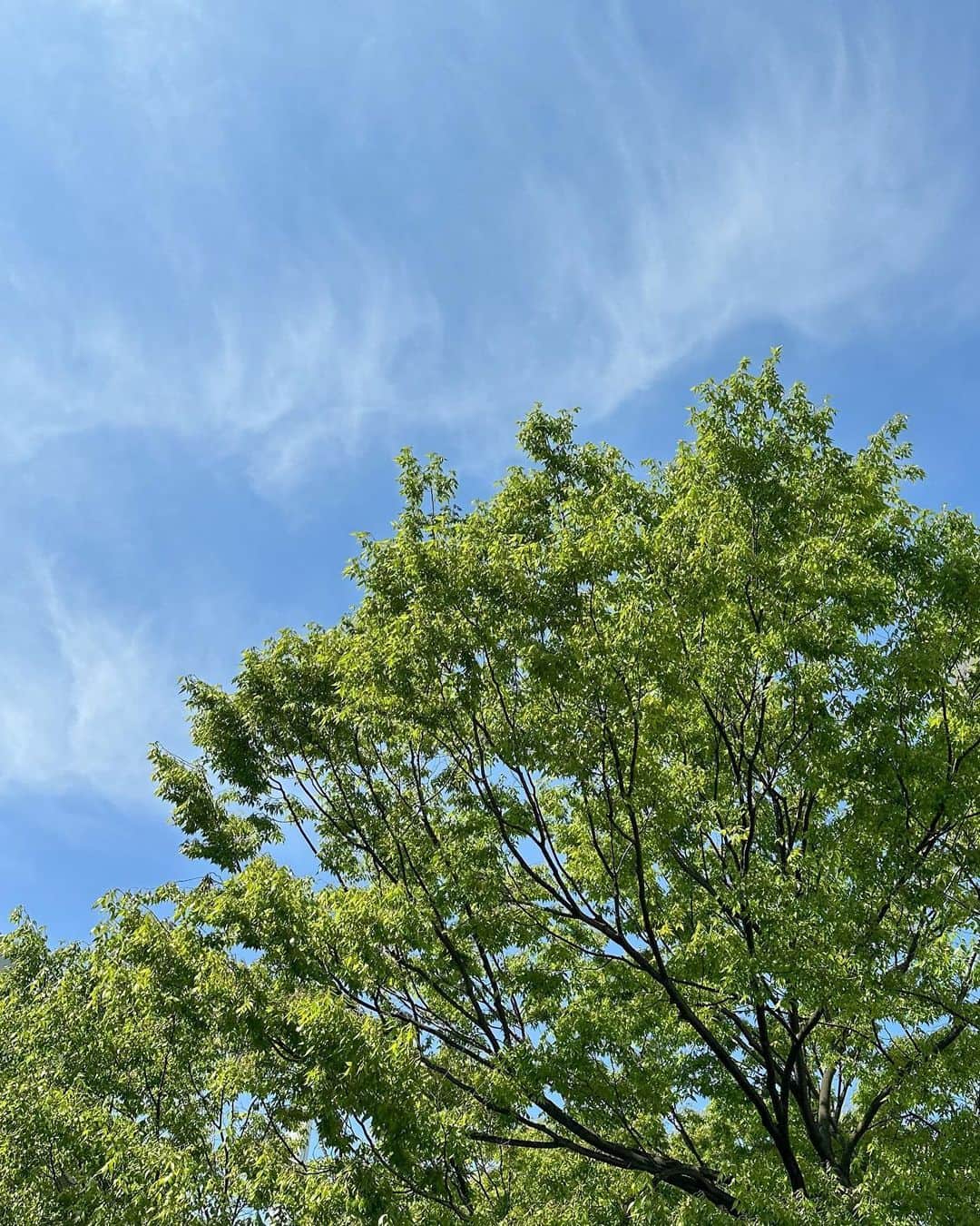 水上京香さんのインスタグラム写真 - (水上京香Instagram)「⁡ 風が強いね🌬🌸 近所の大きい木が、元気いっぱいな季節に🍃」4月8日 10時35分 - kyokaminakami_official