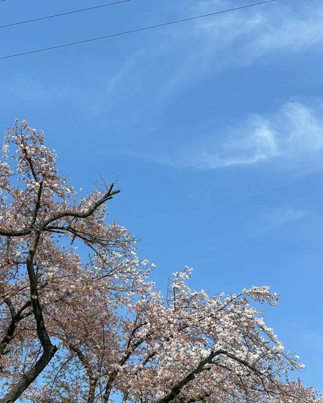 水上京香さんのインスタグラム写真 - (水上京香Instagram)「⁡ 風が強いね🌬🌸 近所の大きい木が、元気いっぱいな季節に🍃」4月8日 10時35分 - kyokaminakami_official