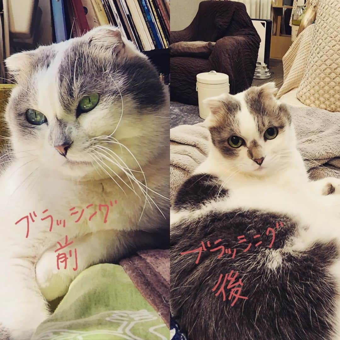 せいのゆみのインスタグラム：「顔周りをブラッシングするとぶんちゃんは別猫みたいになります  #ぶんたろうとにゃーねこ #ねこ好き #ねこと暮らす #猫好き #猫のいる暮らし #猫好きさんと繋がりたい」