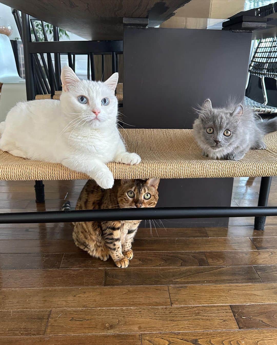 ダニョ（鈴木えみ）さんのインスタグラム写真 - (ダニョ（鈴木えみ）Instagram)「家にチビがやってきた🐈‍⬛ あそぼうあそぼうっていつも突進してきて、元気すぎてボクはついていけないよ😮‍💨小生意気だけど嫌いじゃないな。でもボクは先輩らしく振る舞いたいから毅然とした態度を取ってるんだ。キリっとな。 ㅤㅤㅤ #danyo #danyocawaii #munchkin #whitecat #catstagram #catlovers #kinkalow #kinkalowcat #bengal #bengalcat」4月8日 10時54分 - danyostagram