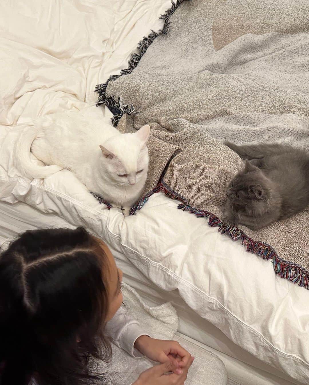 ダニョ（鈴木えみ）さんのインスタグラム写真 - (ダニョ（鈴木えみ）Instagram)「家にチビがやってきた🐈‍⬛ あそぼうあそぼうっていつも突進してきて、元気すぎてボクはついていけないよ😮‍💨小生意気だけど嫌いじゃないな。でもボクは先輩らしく振る舞いたいから毅然とした態度を取ってるんだ。キリっとな。 ㅤㅤㅤ #danyo #danyocawaii #munchkin #whitecat #catstagram #catlovers #kinkalow #kinkalowcat #bengal #bengalcat」4月8日 10時54分 - danyostagram