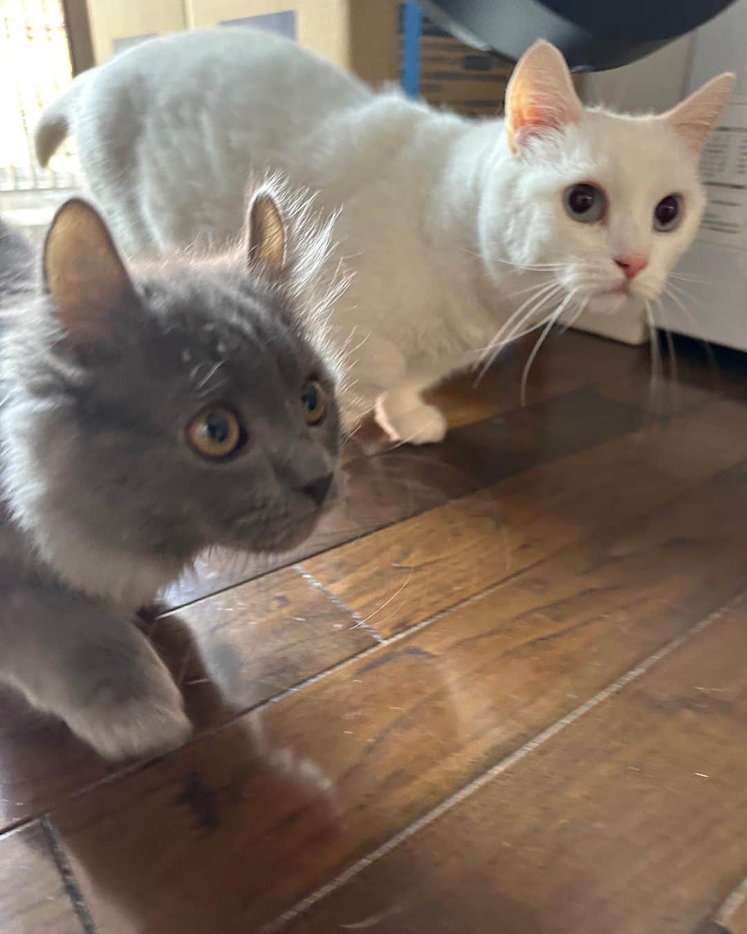 ダニョ（鈴木えみ）さんのインスタグラム写真 - (ダニョ（鈴木えみ）Instagram)「家にチビがやってきた🐈‍⬛ あそぼうあそぼうっていつも突進してきて、元気すぎてボクはついていけないよ😮‍💨小生意気だけど嫌いじゃないな。でもボクは先輩らしく振る舞いたいから毅然とした態度を取ってるんだ。キリっとな。 ㅤㅤㅤ #danyo #danyocawaii #munchkin #whitecat #catstagram #catlovers #kinkalow #kinkalowcat #bengal #bengalcat」4月8日 10時54分 - danyostagram