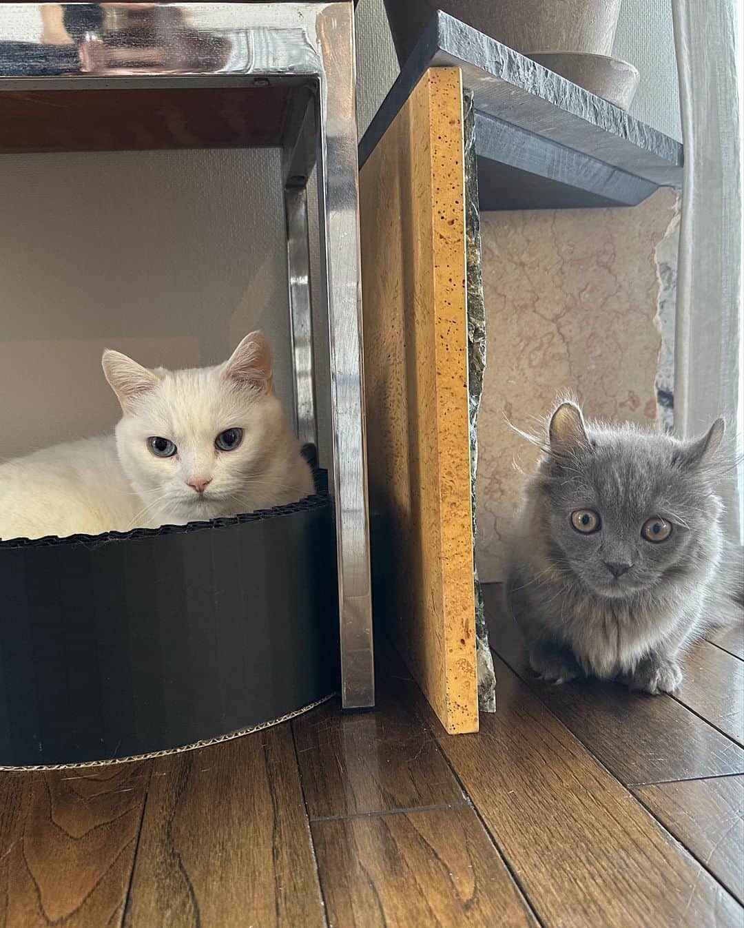 ダニョ（鈴木えみ）さんのインスタグラム写真 - (ダニョ（鈴木えみ）Instagram)「家にチビがやってきた🐈‍⬛ あそぼうあそぼうっていつも突進してきて、元気すぎてボクはついていけないよ😮‍💨小生意気だけど嫌いじゃないな。でもボクは先輩らしく振る舞いたいから毅然とした態度を取ってるんだ。キリっとな。 ㅤㅤㅤ #danyo #danyocawaii #munchkin #whitecat #catstagram #catlovers #kinkalow #kinkalowcat #bengal #bengalcat」4月8日 10時54分 - danyostagram