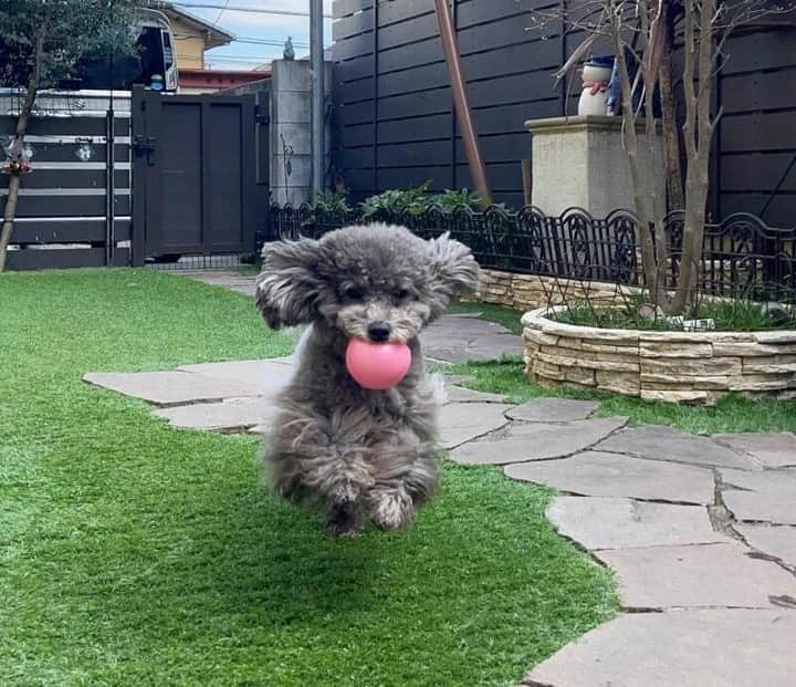 のインスタグラム：「『sippoストーリー 』からの紹介です🐕 トイ・プードルのゆずちゃん（５歳）毎日遊んでいるお庭でジャーンプ😚他の子のおもちゃを取ってきてあげる😋  飼い主さん：みっち ㅤ sippoのサイト（sippo.asahi.com）で、飼い主さんに投稿してもらった、犬や猫のとっておきストーリーをご紹介しています。 @sippo_official プロフィールのサイトリンクから、『sippoストーリー 』をご覧下さい👀✨ ㅤ あなたとペットのストーリーを募集しています！ #sippoストーリー をつけて、犬や猫の写真を投稿してくださいね🌸採用された方には、編集部からDMでご連絡差し上げます🐾  #sippoストーリー #犬 #イヌ #ワンコ #トイプードル #トイプ」