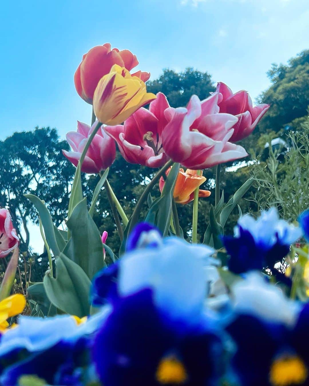 竹井亮介のインスタグラム：「2023年4月8日。 近所のチューリップ。 #今朝の色  #お花」