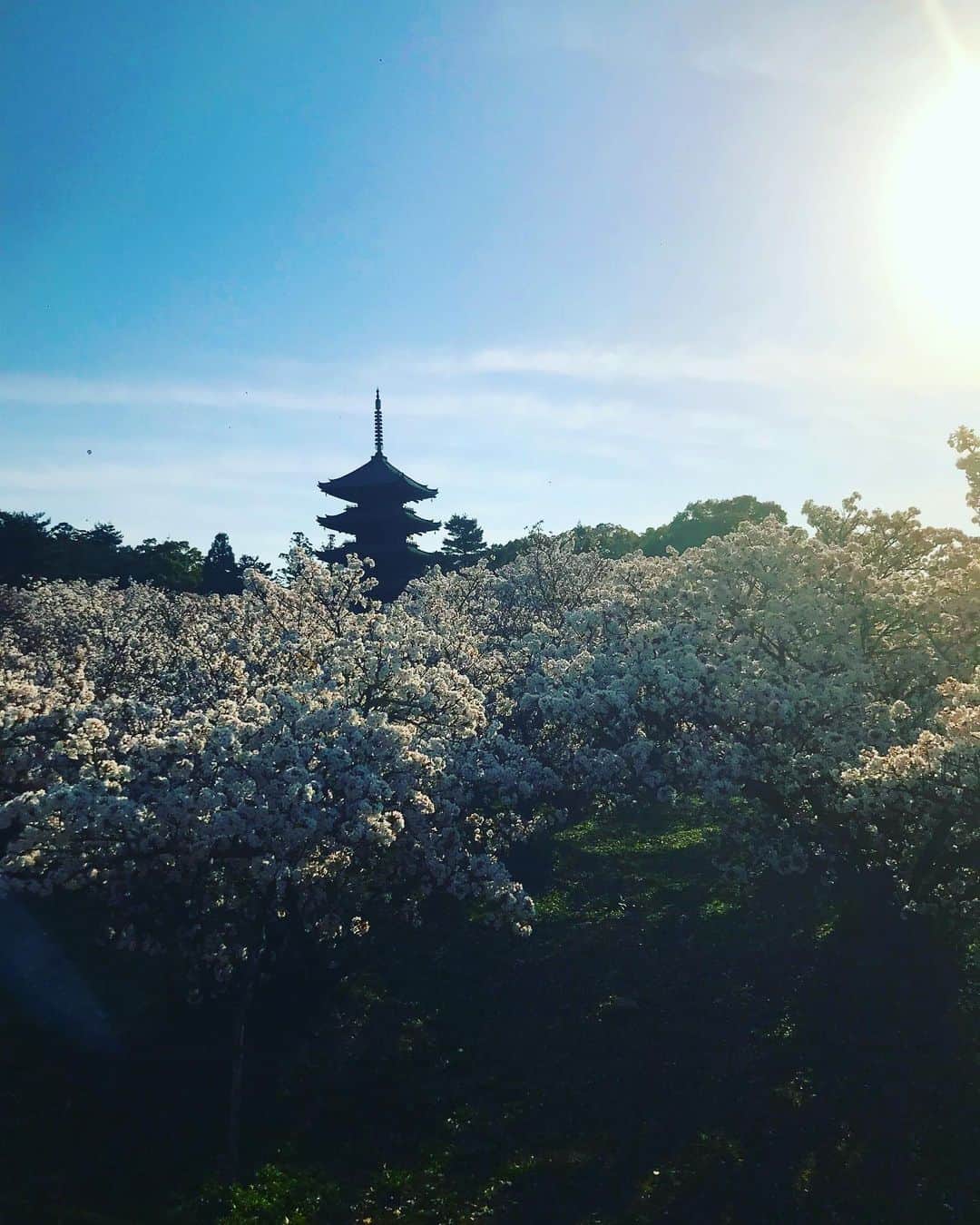 丸山敬太さんのインスタグラム写真 - (丸山敬太Instagram)「先週の京都！！ 桜が満開のベストなタイミング  桜の撮影に来ていた蜷川実花ちゃんに便乗して、特別に開門前の仁和寺の 御室桜をみせていただきました。  この日は空も青く澄み渡り、美しい桜と のコントラストも本当に美しくて涙が出そうに。御室桜は、背が低く横に広がるようにあつらえてあってそれはそれは愛らしい。感動しました。 @yoshie.816 よしえちゃん @ninagawamika 実花ちゃんありがとう😊」4月8日 11時33分 - keitamaruyama