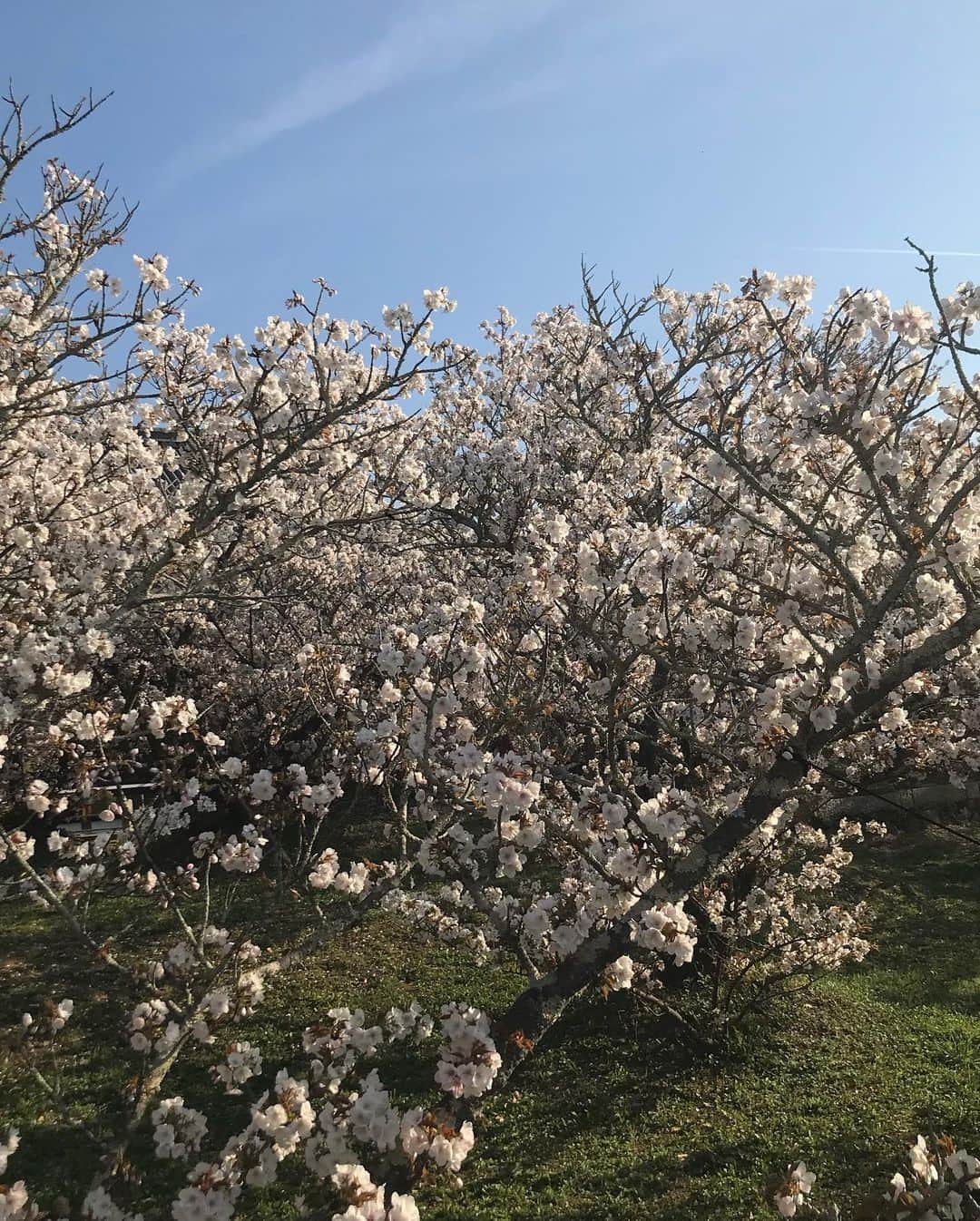 丸山敬太さんのインスタグラム写真 - (丸山敬太Instagram)「先週の京都！！ 桜が満開のベストなタイミング  桜の撮影に来ていた蜷川実花ちゃんに便乗して、特別に開門前の仁和寺の 御室桜をみせていただきました。  この日は空も青く澄み渡り、美しい桜と のコントラストも本当に美しくて涙が出そうに。御室桜は、背が低く横に広がるようにあつらえてあってそれはそれは愛らしい。感動しました。 @yoshie.816 よしえちゃん @ninagawamika 実花ちゃんありがとう😊」4月8日 11時33分 - keitamaruyama