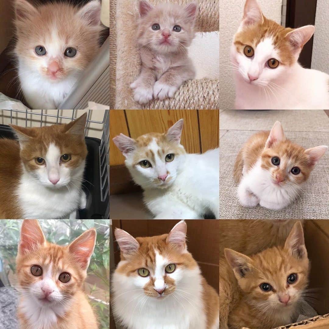 marimon0703__さんのインスタグラム写真 - (marimon0703__Instagram)「シリーズ再開🐾 今回は茶白系💛  #ご縁に感謝  #茶白#茶白猫#ちゃしろ#ちゃしろねこ #cat#catstagram #instacat #catsofinstagram #catoftheday #lovecats #instagramcats #instagram #kitty #cat_features #ilovemycat#my_pet_feature #cutepetclub #weeklyfluff #子猫#にゃんこ#ねこ#ねこ部#猫#ネコ#ふわもこ部#ペコねこ部#保護猫を家族に #保護猫と暮らす」4月8日 12時24分 - marimon0703__