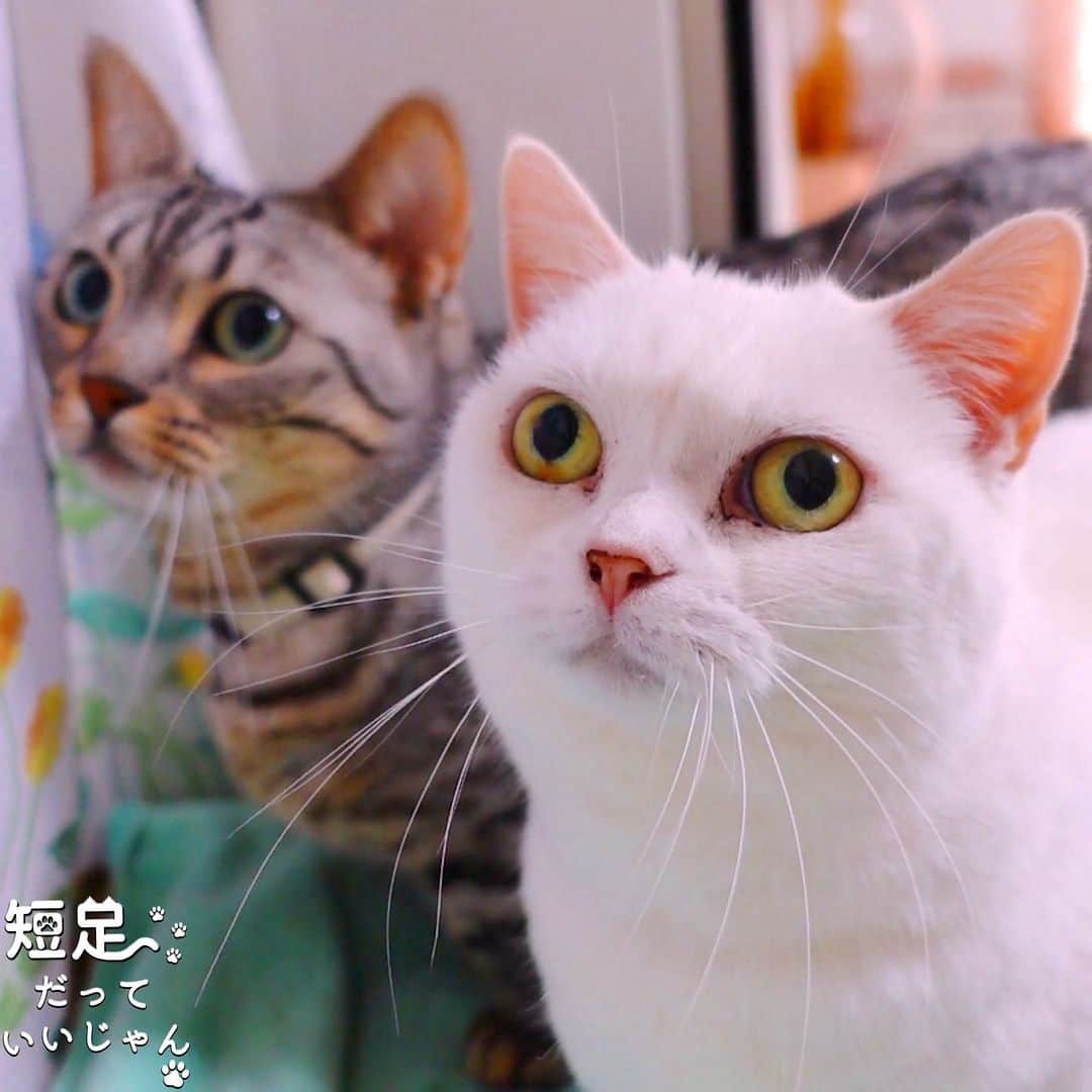 Len Cynthiaのインスタグラム