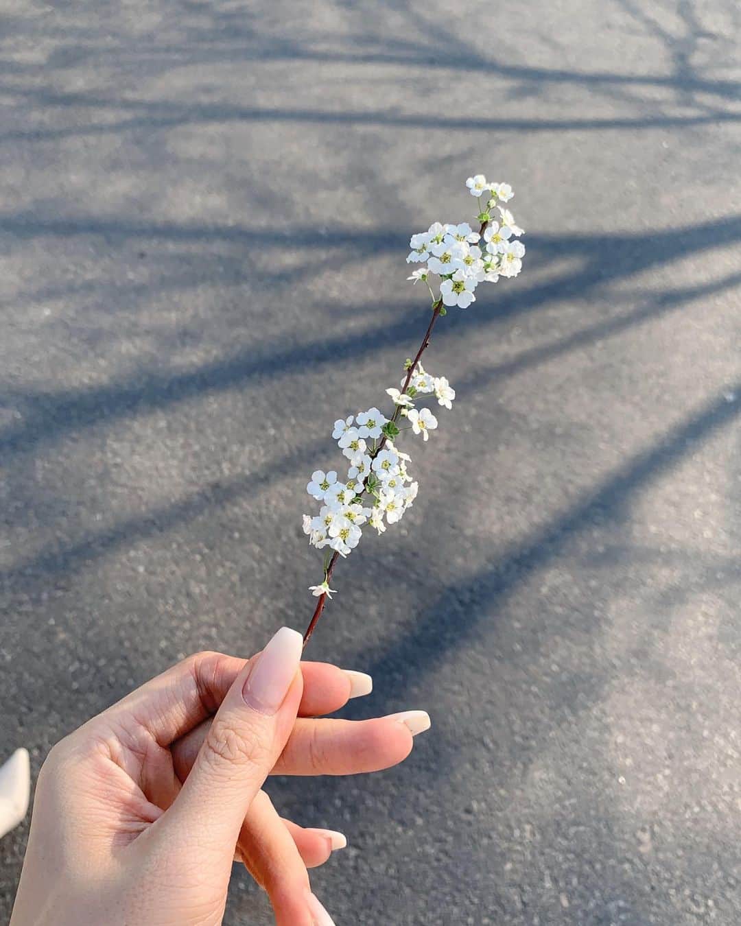李到華さんのインスタグラム写真 - (李到華Instagram)「꽃 보고 신난 갱아지🌸」4月8日 12時34分 - ah____rim