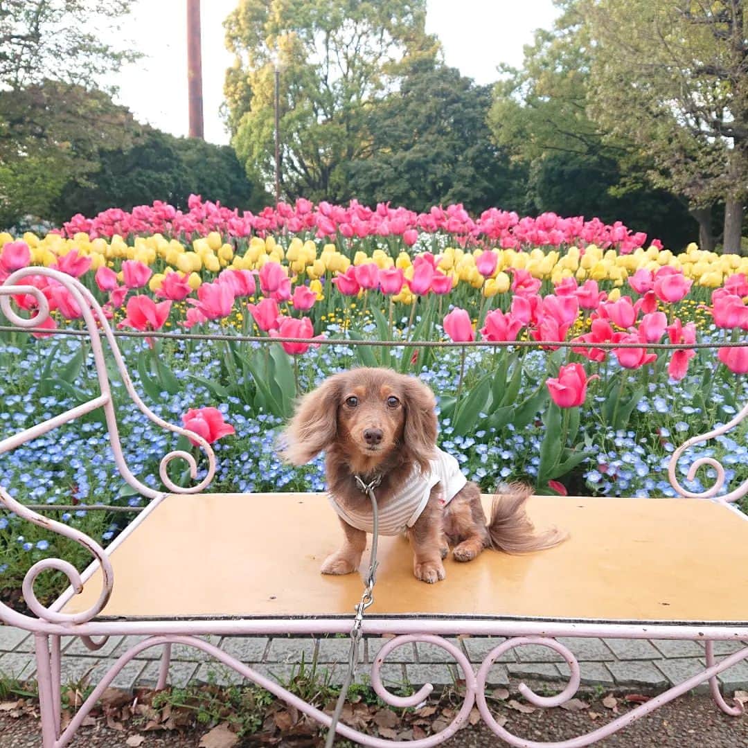 くるみんのインスタグラム：「* 近くの公園に、素敵な花壇があった🎵 もうネモフィラも咲いてるのね🌼色鮮やかで可愛い🌼  色々続いた体調不良について (ご興味無い方はスルーしてね) 半年ほど前まで何度かあった強烈な腹痛、下痢嘔吐は子宮内膜症の薬💊を飲み始めて半年、苦痛だったその症状は無くなって今は快適に過ごしています😆  そして2月の終わり頃に、目眩のようなグラっとする感じ、フワフワした感じがあり耳鼻科へ。 耳鼻科では何だか納得する診察をしてもらえず、薬の処方もじゃあ試しにって感じの3日分だけで症状が続いた。 心配なので次は脳外科へ。 CTを撮り異状なし。先生からは心配してる脳梗塞などの病気ではない。春はものすごく目眩の患者が多いらしい。 いずれこの目眩は止まりますよ。とはっきり言ってもらってまず安心。 目眩の原因は不明なものが多く季節的なものか、更年期障害なのかは分かりませんとのこと。 念のためと一昨日MRIも撮ったけど、寧ろ若々しい血管と言われました😅 今は漢方薬を飲んで、目眩も無くなりました。  そんなこんなで1ヶ月半ほどビール🍺もお預けだったけど、ようやく飲めましたー✴️  #カニンヘンダックスの日常 #カニンヘンダックスフンド #カニンヘンダックスフント #カニンヘンダックスフンドチョコタン #カニンヘン #カニンヘンダックス #カニンヘンの会 #チョコタンダックスフント #チョコタンダックスフンド #チョコタンダックス #チョコタン #ダックスフントカニンヘン #ダックスフント #ダックスフンド #ダックス #ダックスの日常 #ダックスフンドカニンヘン #ダックス部 #ダックス短足部 #east_dog_japan #all_dog_japan #todayswanko #inutome #きょうのダックス #dachshund #dachs #dogstagram #dog #inustagram #いぬばか部 @waooon.jp」