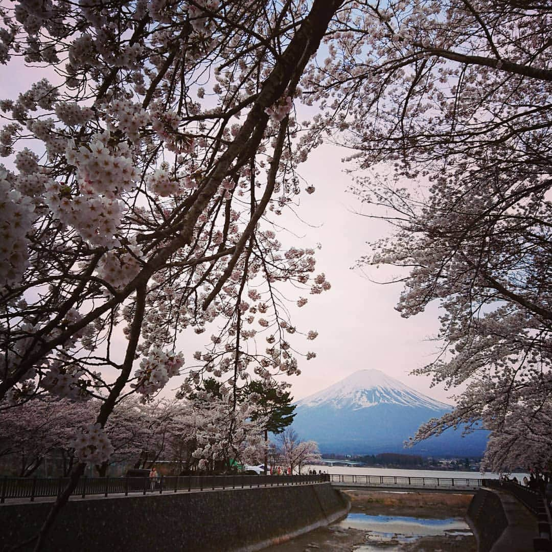 富永美樹さんのインスタグラム写真 - (富永美樹Instagram)「東京から戻ってきたら#満開🌸  #桜 #河口湖 #富士山 #桜満開  多分#関東 では#最遅組   見に来て～😊💕 #山梨県 #富士北麓 #標高高め」4月8日 12時45分 - miki.tominaga.official